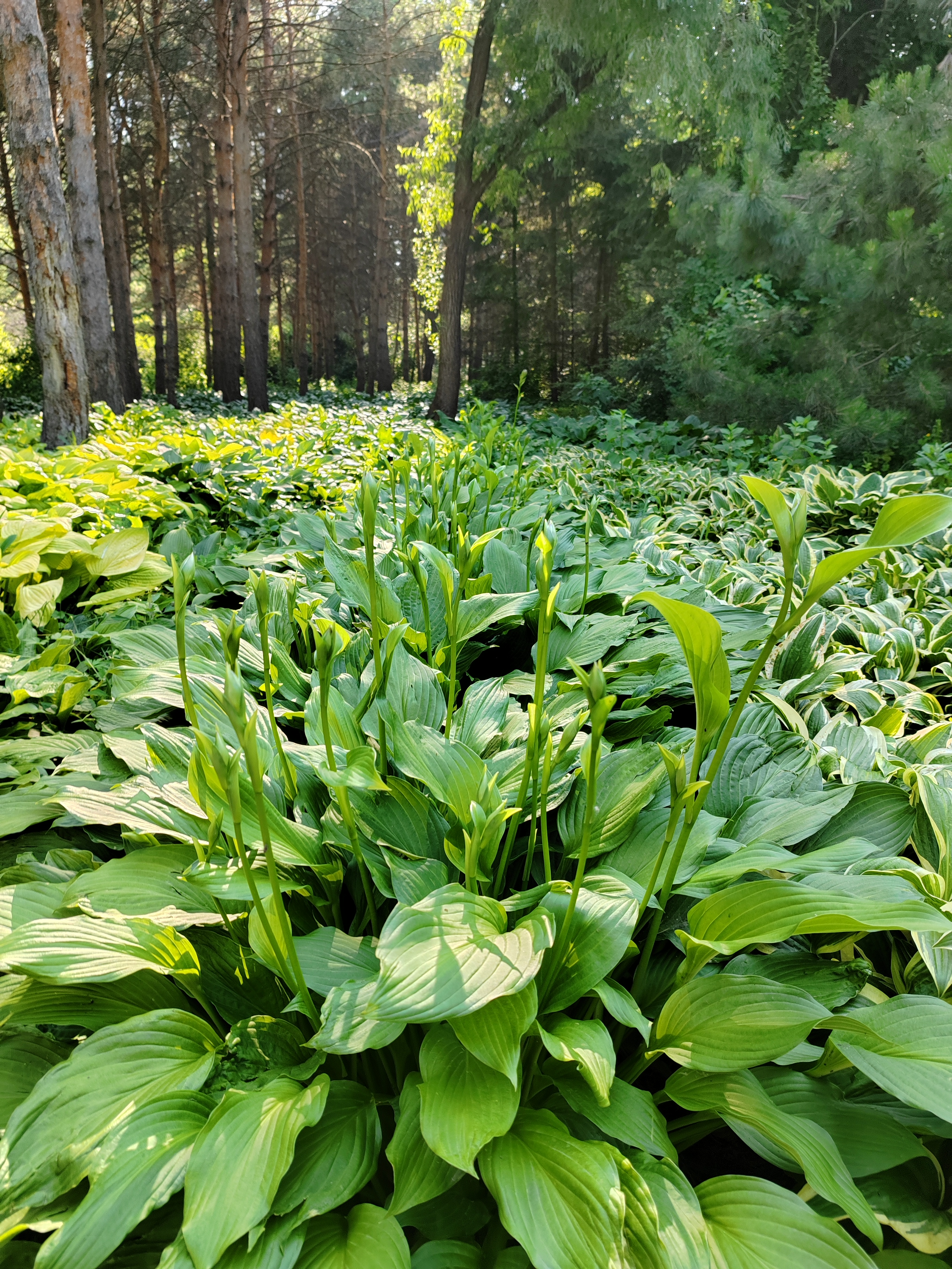 玉簪,植物园的"玉簪园"各种各样的玉簪