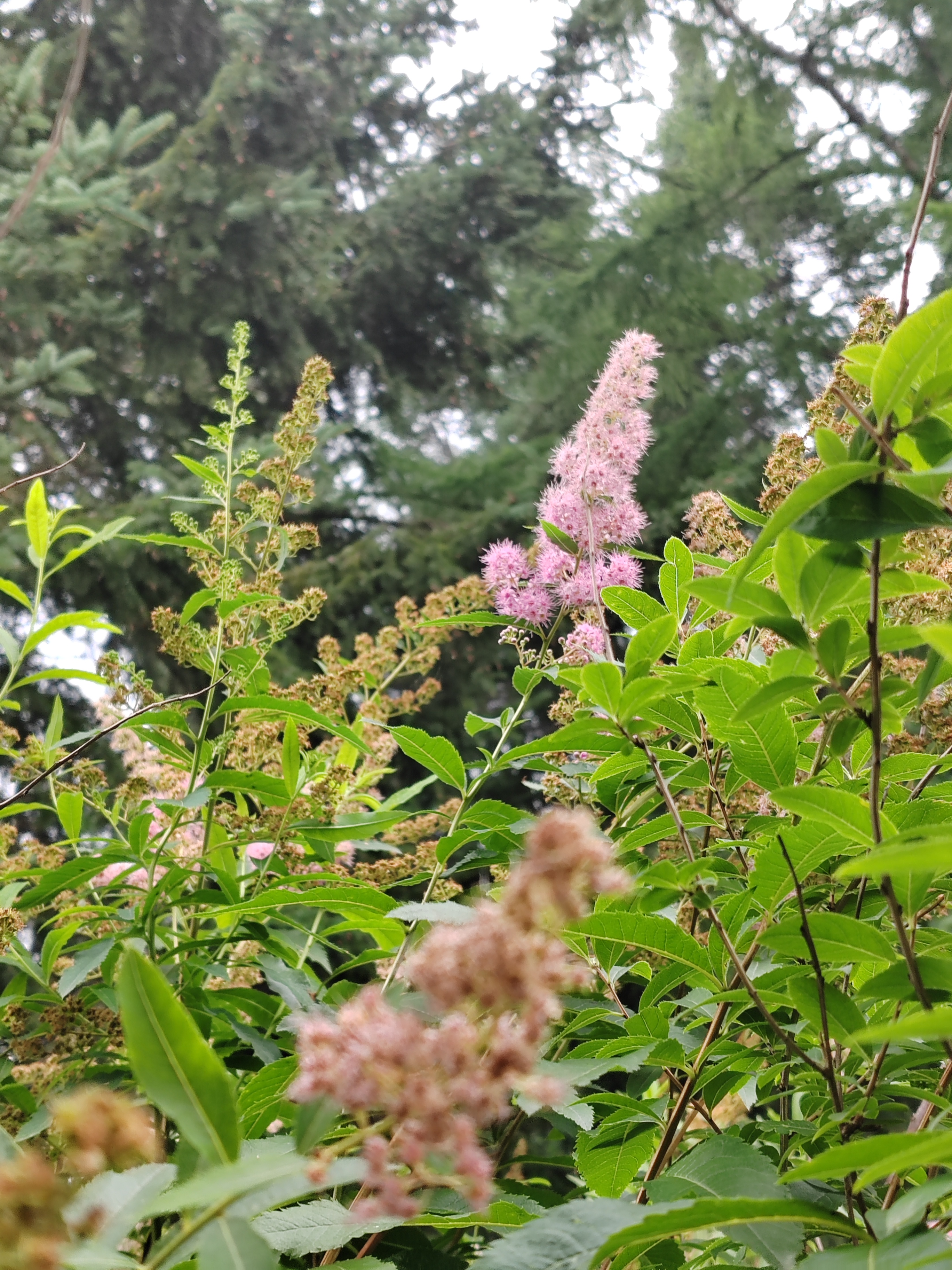 柳叶绣线菊,花期收尾了.