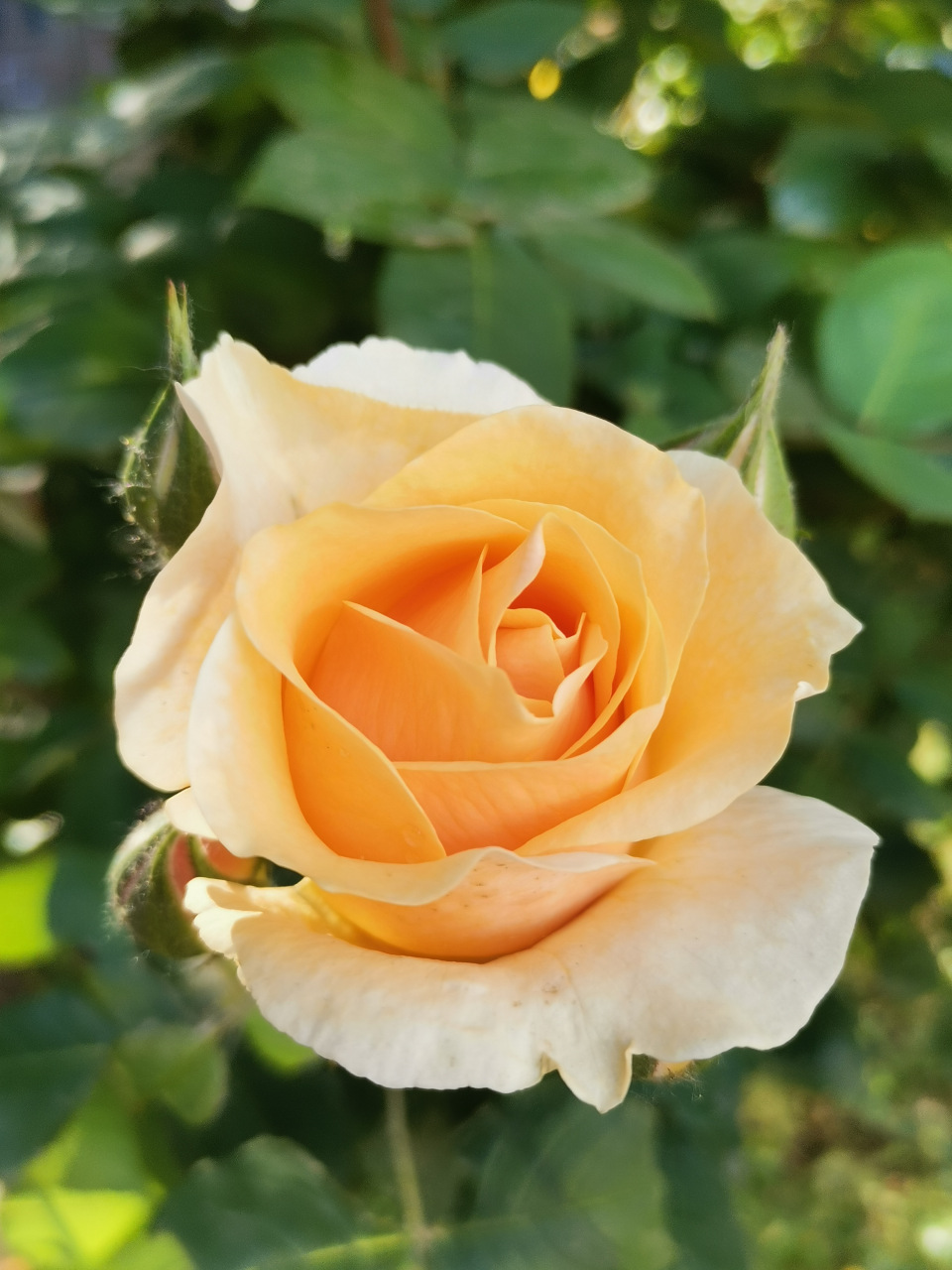 夏日里的鲜艳玫瑰,仿佛荡漾在阳光的温暖怀抱.