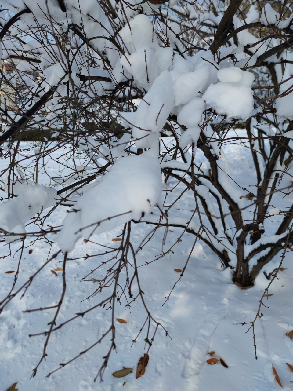 大雪纷飞图片真实艳阳图片