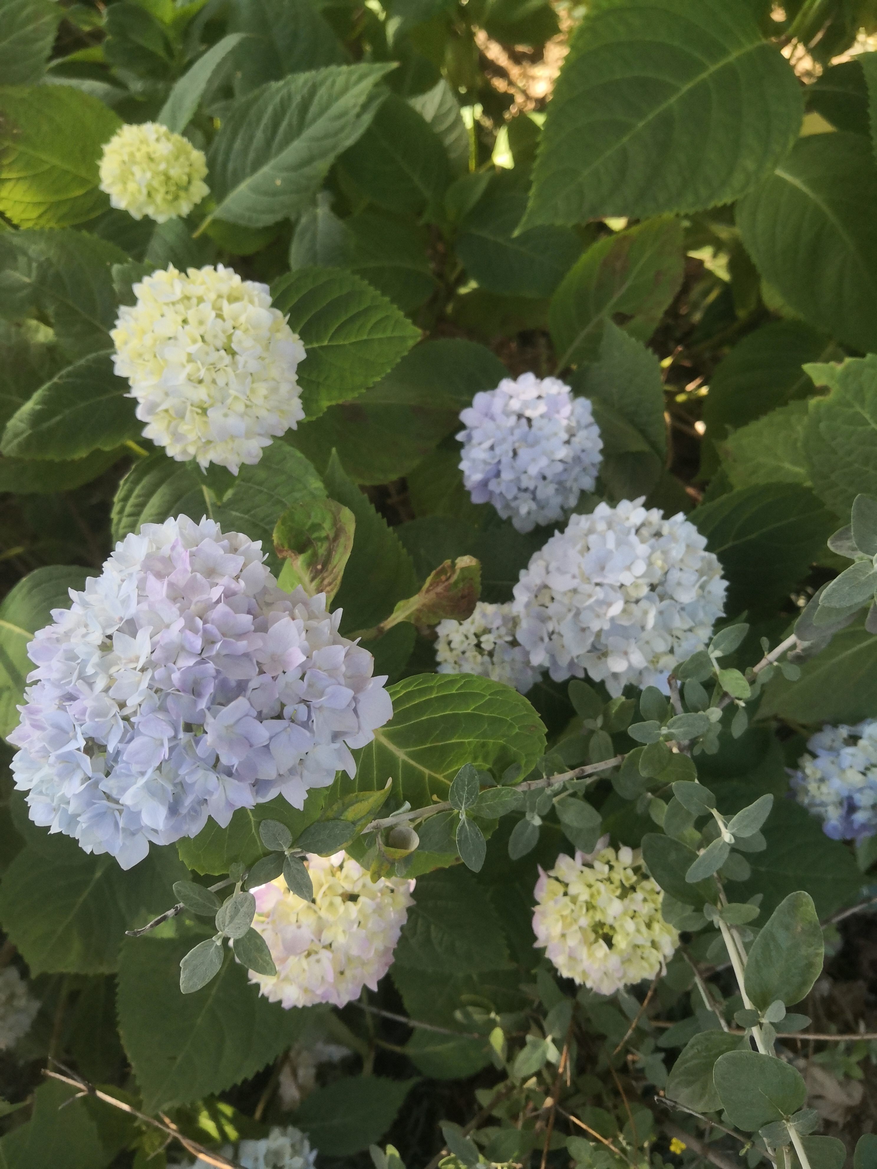 绣球花盛放,夏日里的梦幻色彩  绣球花绽放,夏日里的梦幻色彩尽在其中