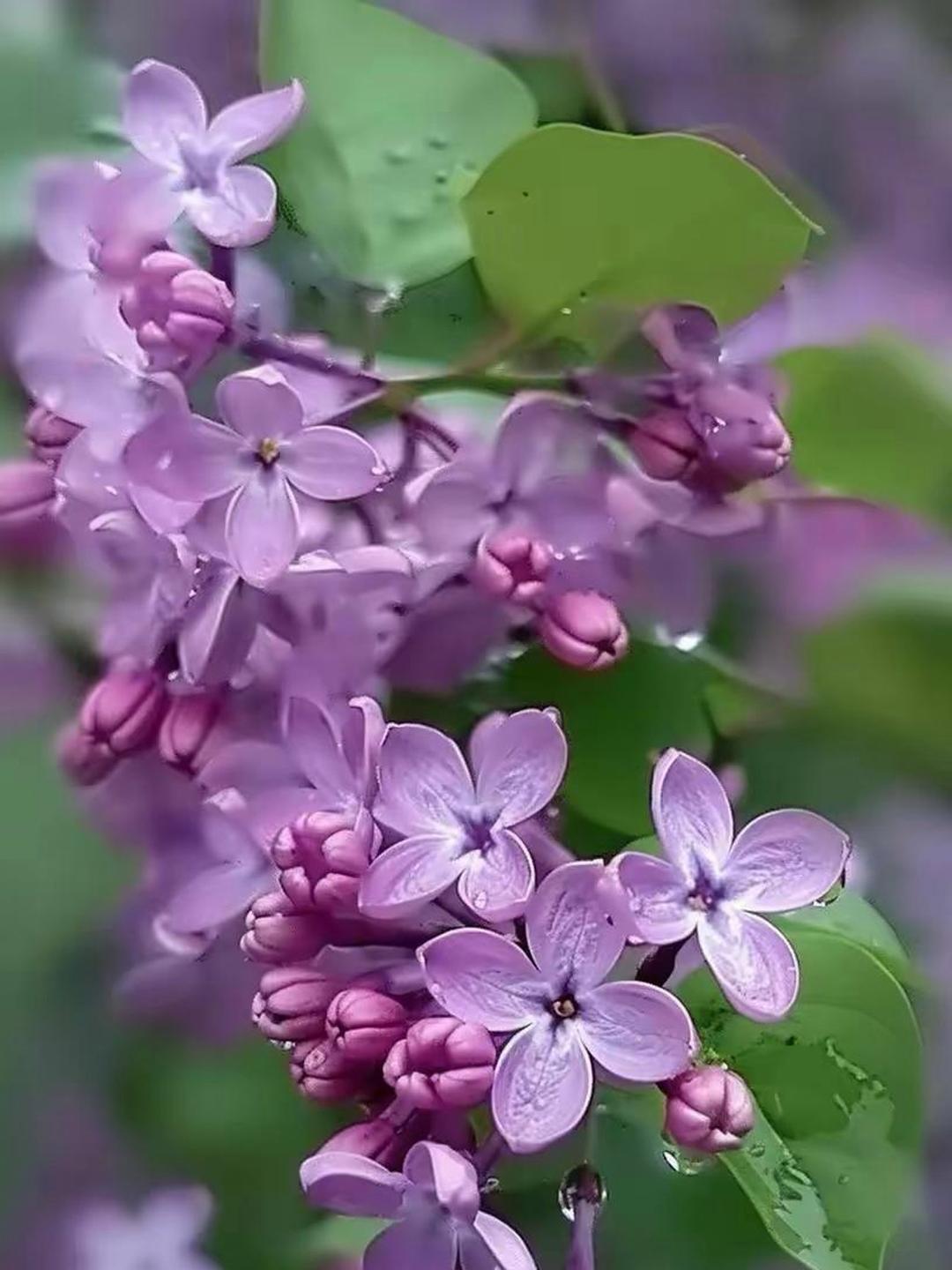 丁香盛开,淡紫色的花瓣如诗如画,紧密排列间透露着生命的活力.