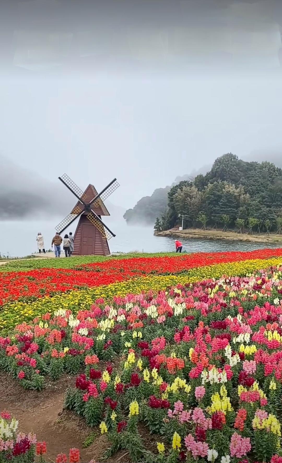 普罗旺斯花海 风车图片