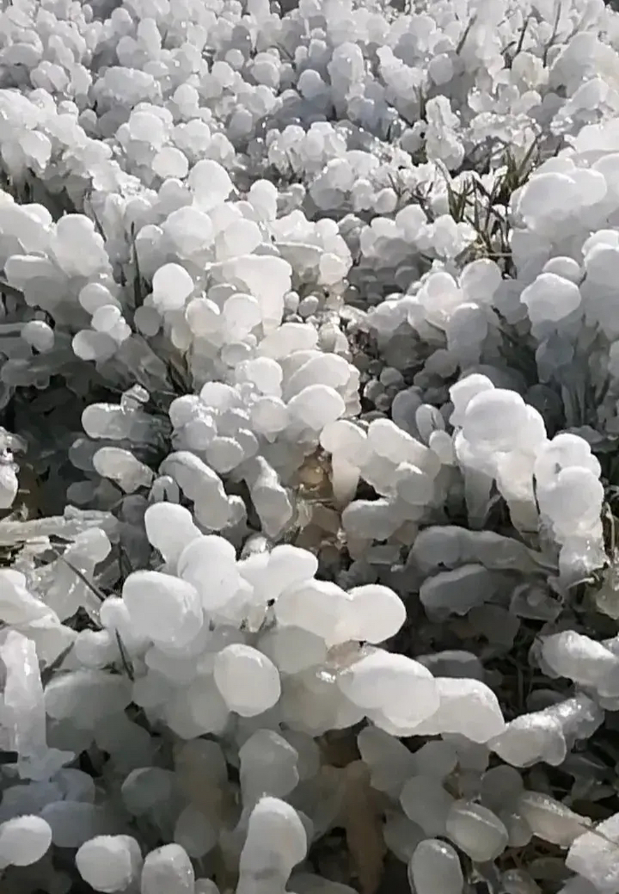 一夜之间小麦变成了白色珊瑚礁?