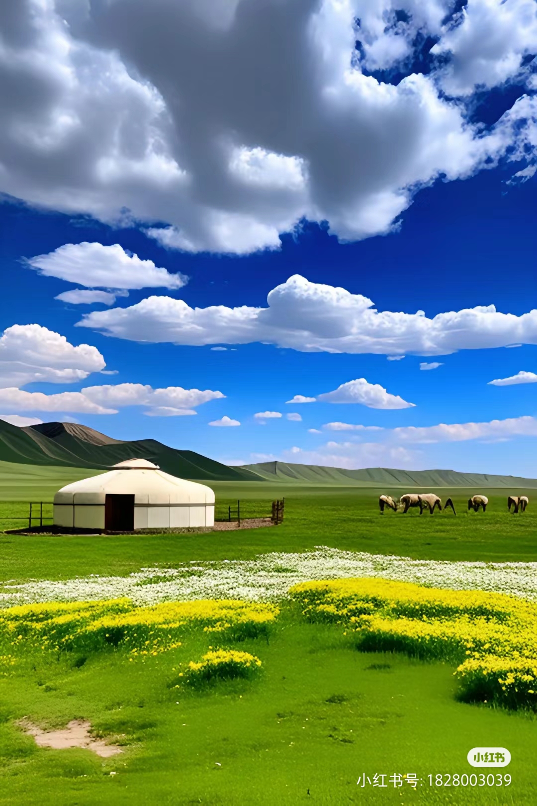 它是中国最大的,也是最美的草原
