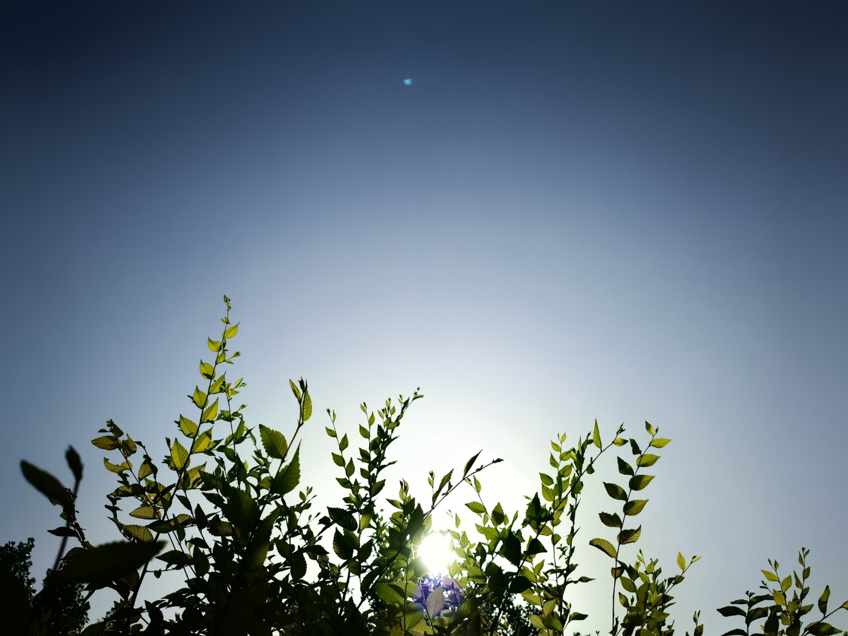 天空幽蓝 朵云无飘 雨后地润 草木绿茂 喜雀树冠鸣 麻雀草间跃 蝴蝶