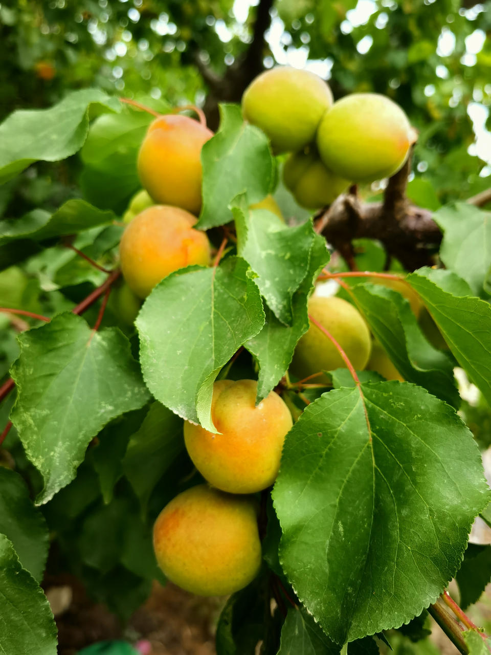 丰硕的果实 将熟的颜色