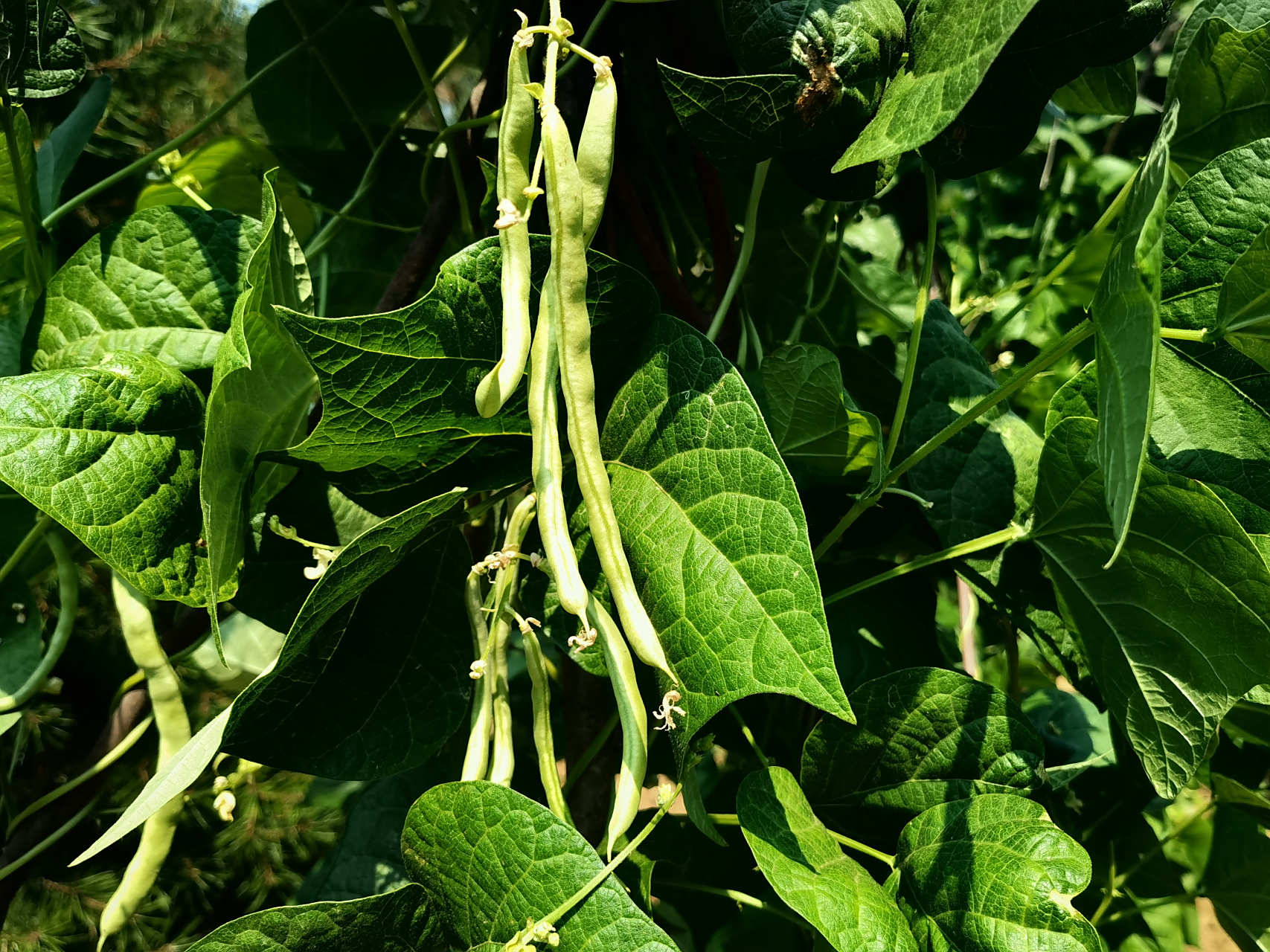 豆秧豆角密 黄瓜正粗壮 白薯苗种下正长 青李子正由青变黄 花椒小果