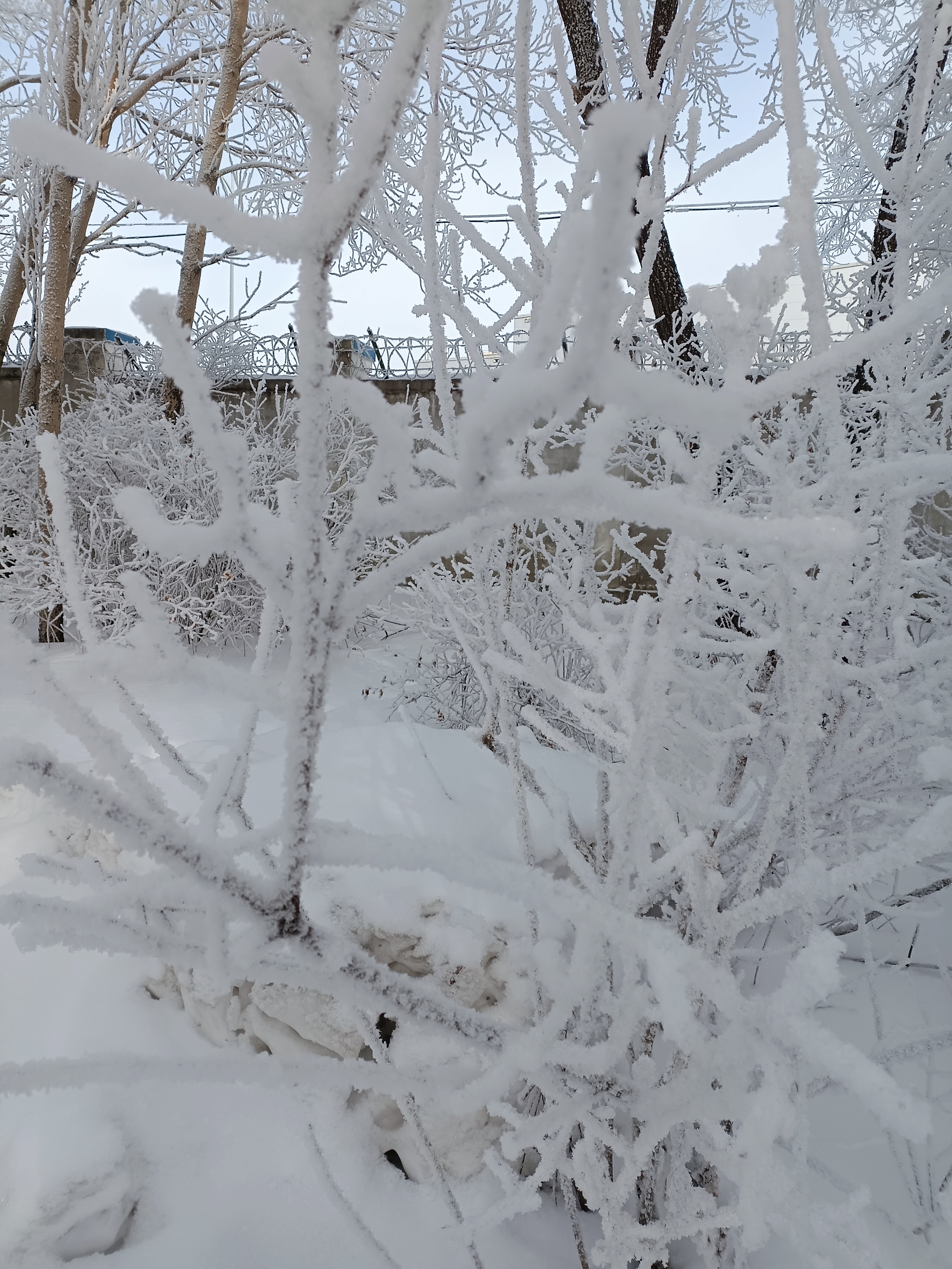 雪乡雾凇冰松图片图片