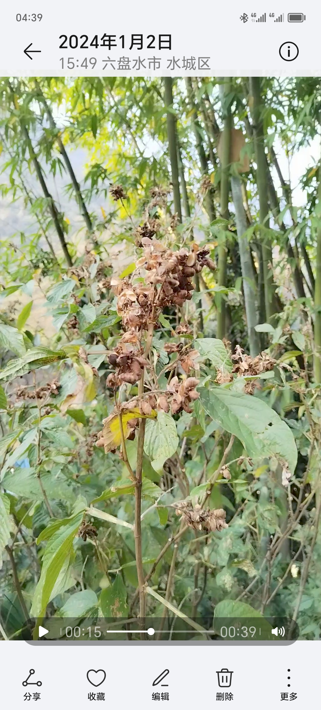 大叶千斤拔图片药效图片