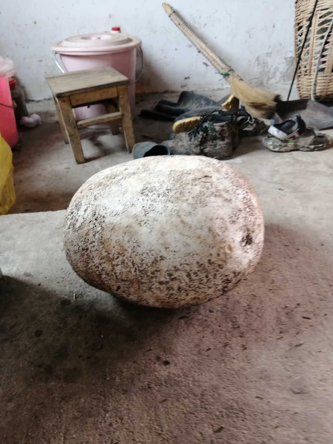 你们见过这么大的马屁泡吗,30多公分啊,约一公斤重,能吃吗?