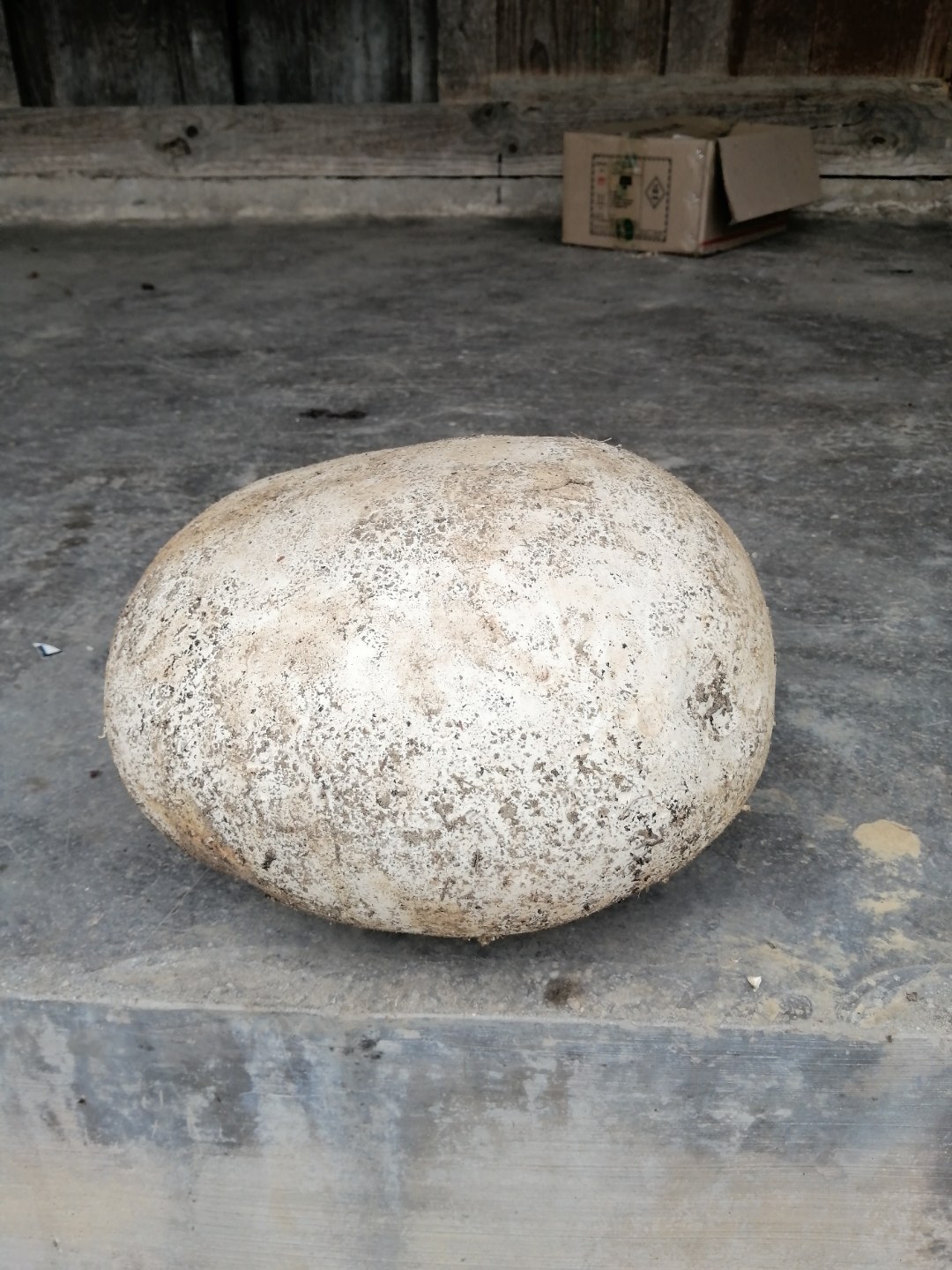 你们见过这么大的马屁泡吗,30多公分啊,约一公斤重,能吃吗?