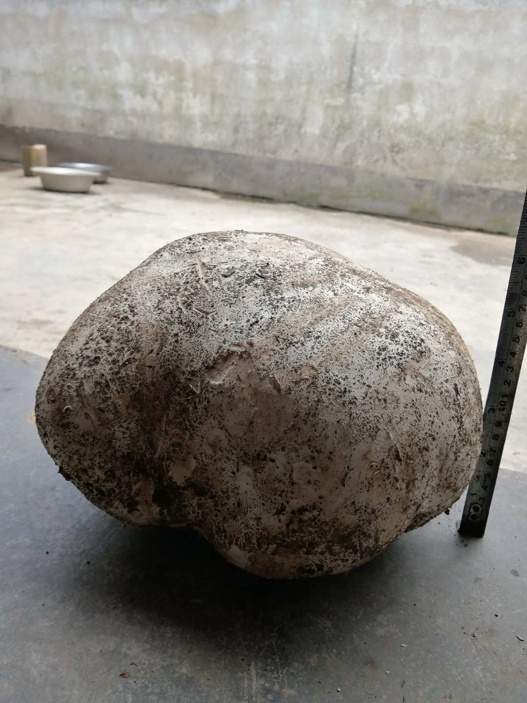 你们见过这么大的马屁泡吗,30多公分啊,约一公斤重,能吃吗?