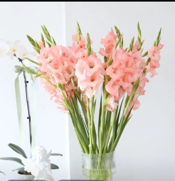 50元买的一束剑兰春节全开啦!