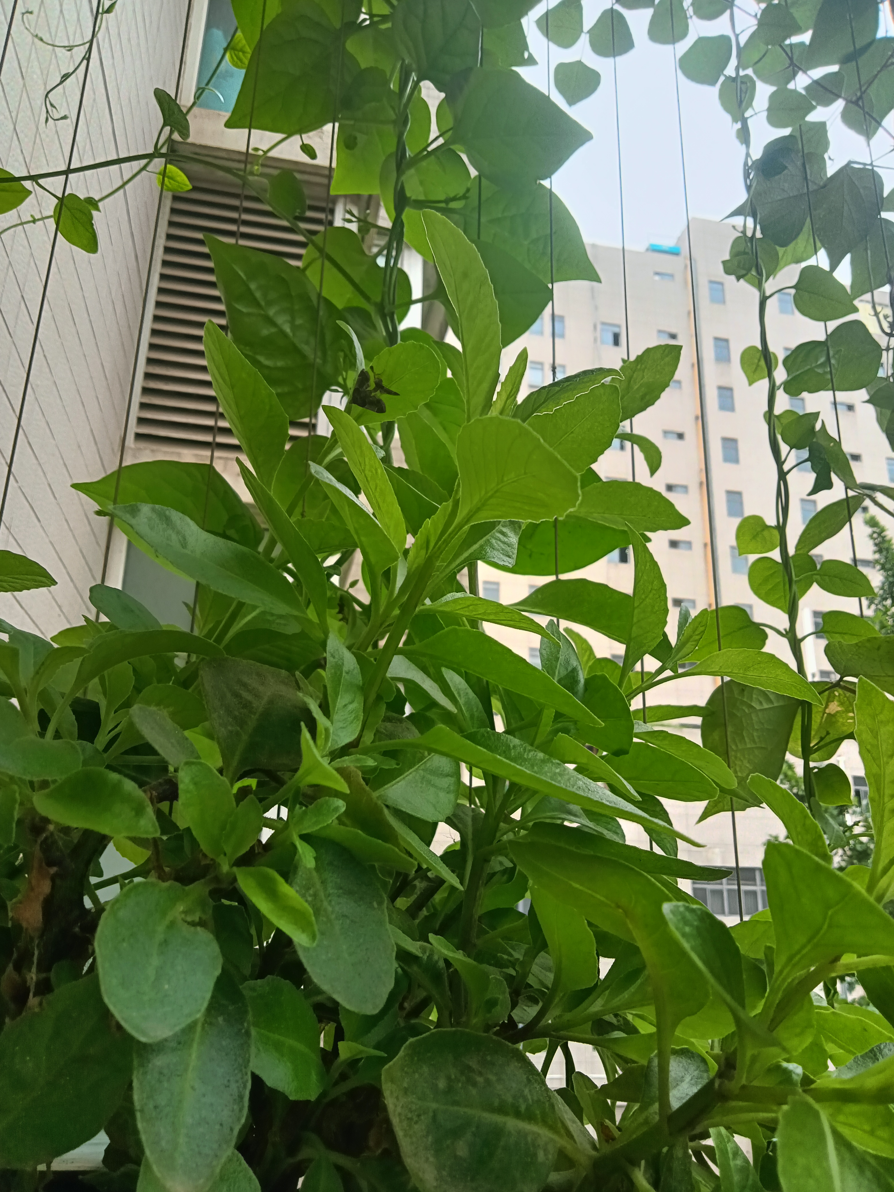 降糖草,长势喜人.二周采食一次,美美哒!
