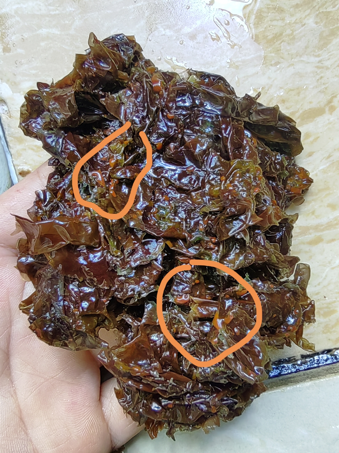 昨天在市场买的10块钱7饼的紫菜,回来泡开后发现这种红色气泡状的斑点