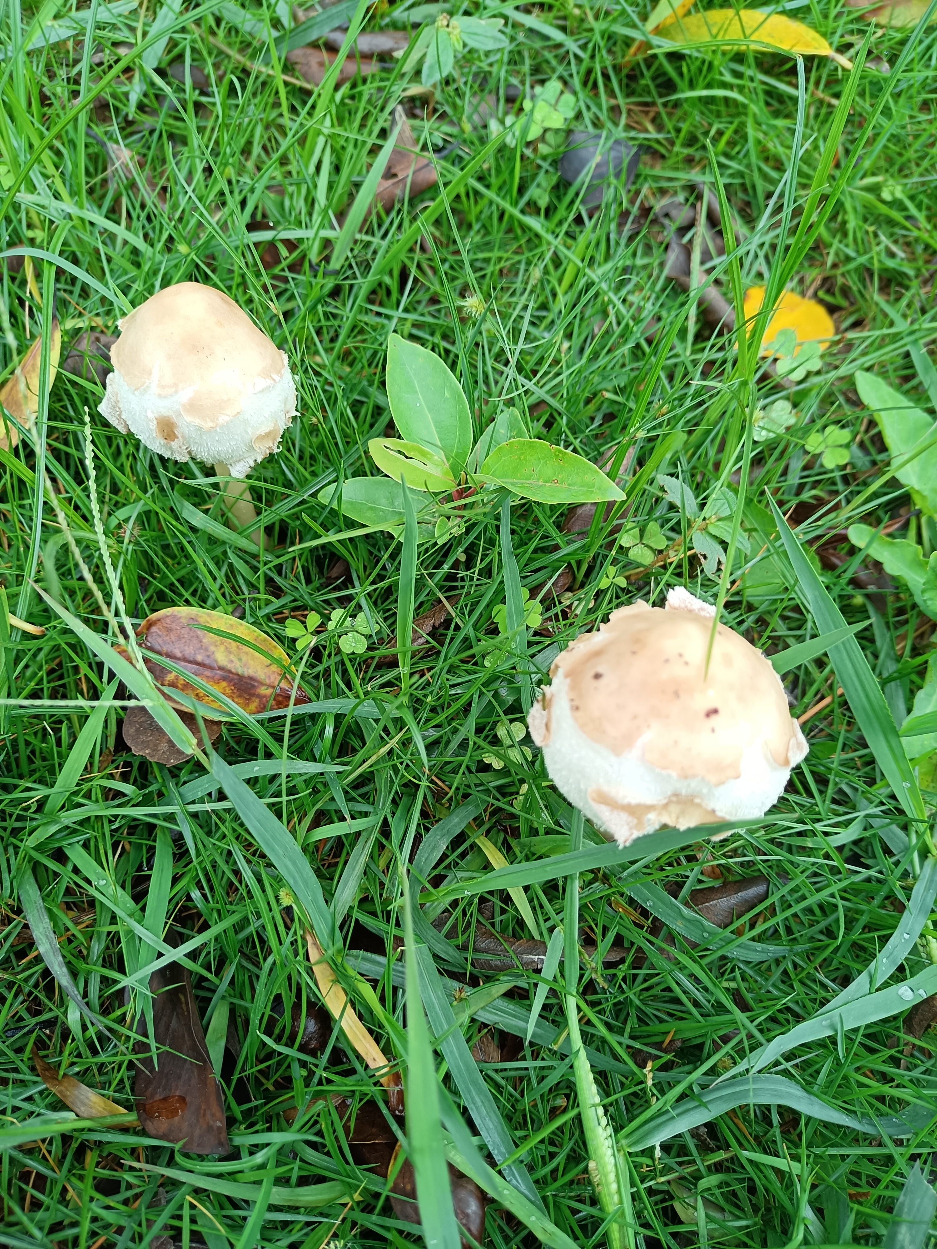 雨后草坪上冒出的菇图片