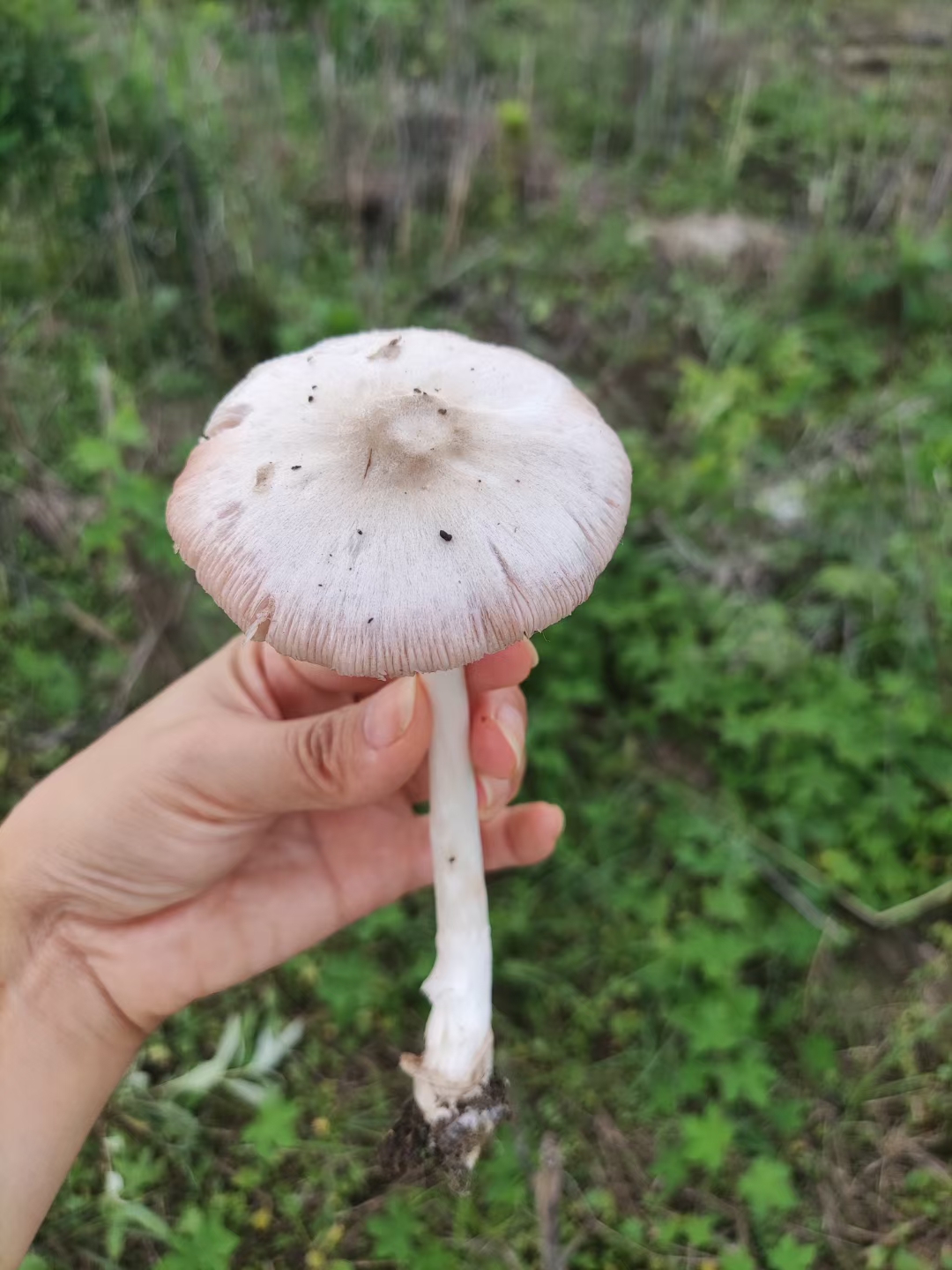 这是什么蘑菇?怎么一下雨一打雷突然就有了?能吃吗?