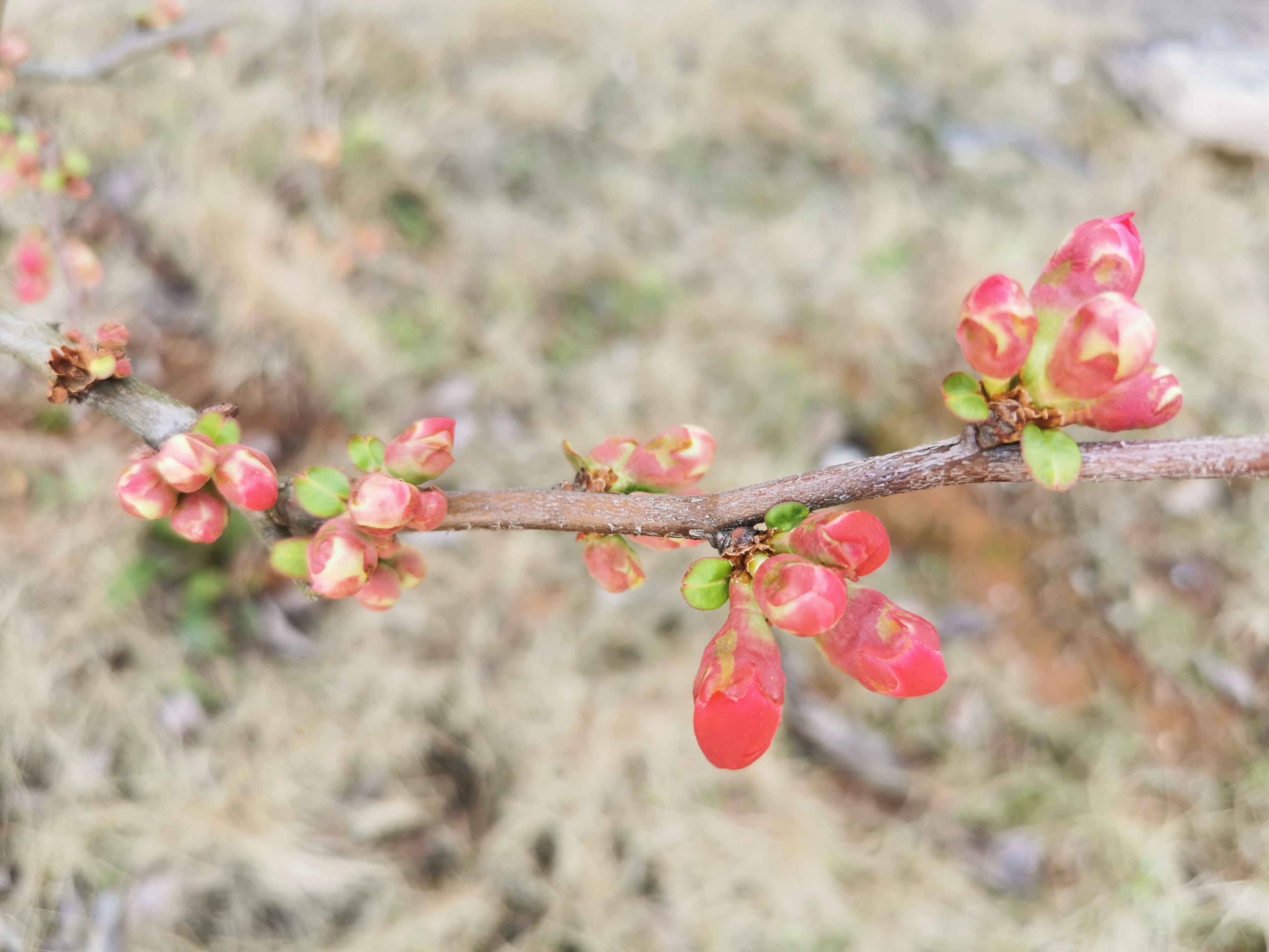 即将开花的复瓣宣木瓜,期待中!