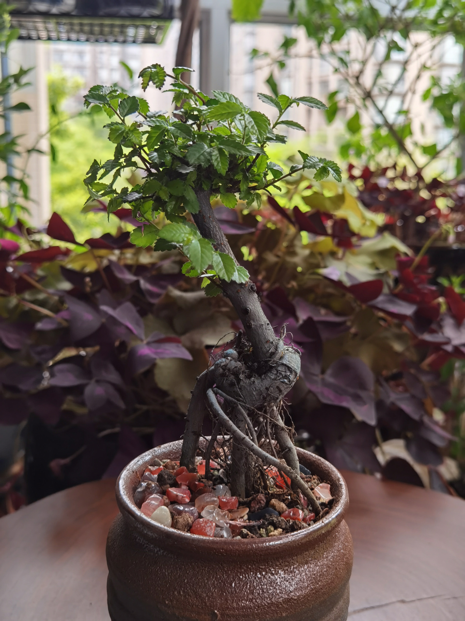 华为p40,手机拍照的技巧自我感觉太差了,也许没有艺术细胞吧,看别人拍