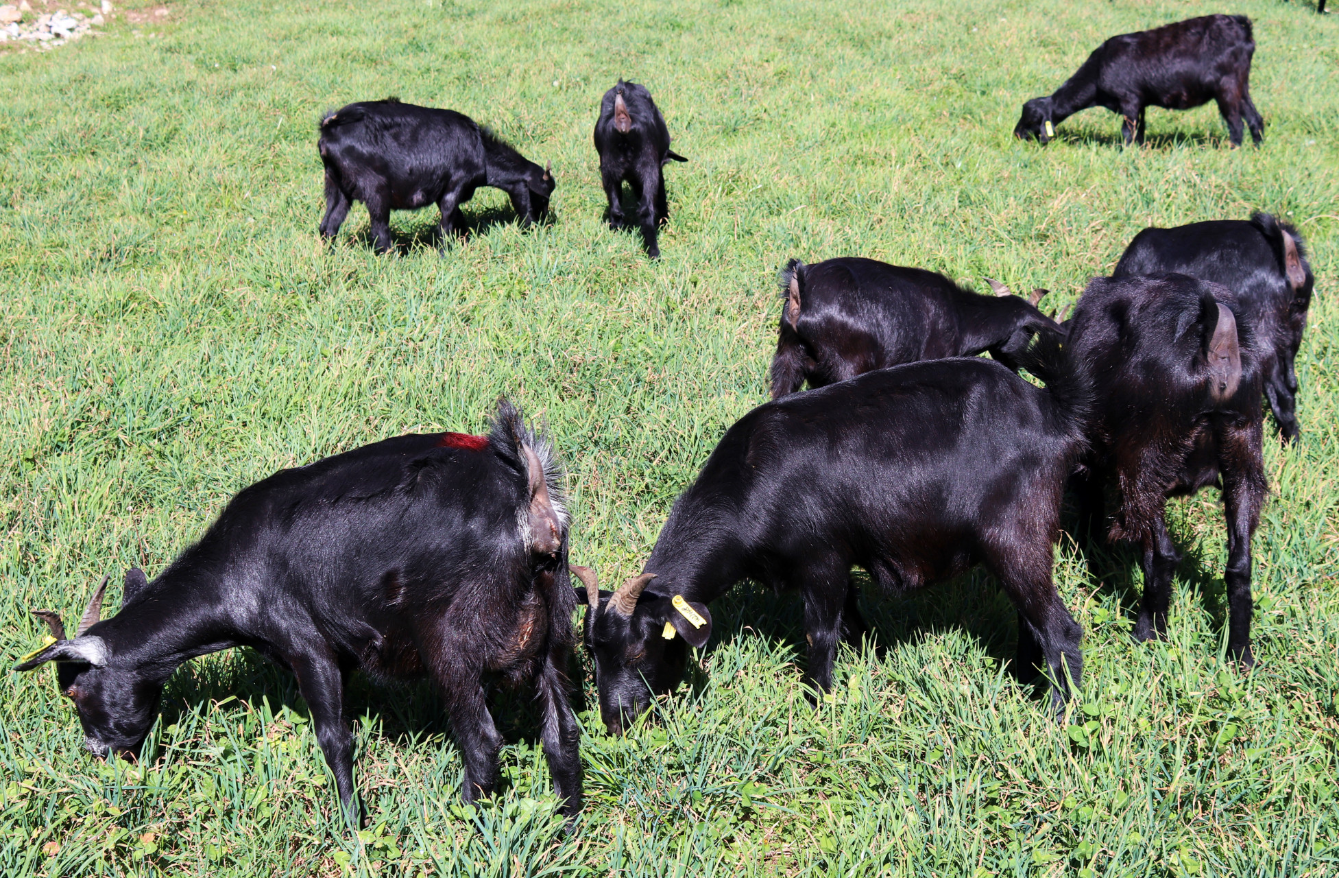 威宁绵羊和贵州黑山羊入选贵州省畜禽遗传资源保护名录 日前,贵州省