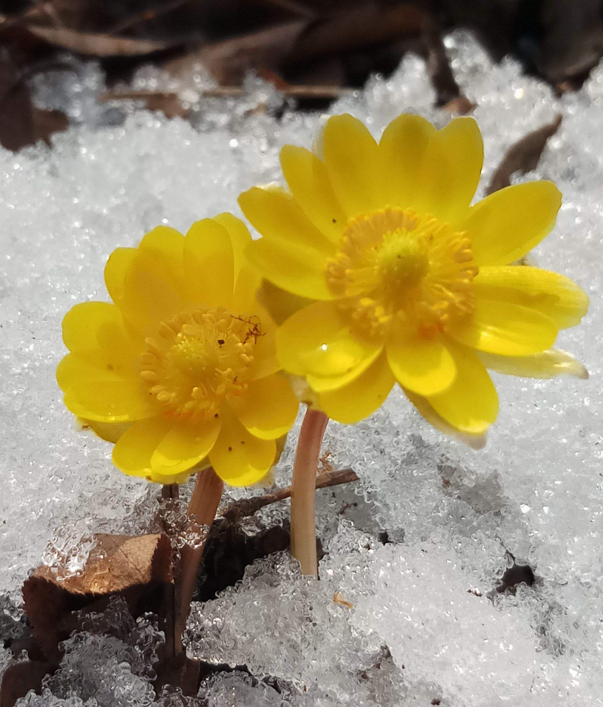 冰凌花在家里图片