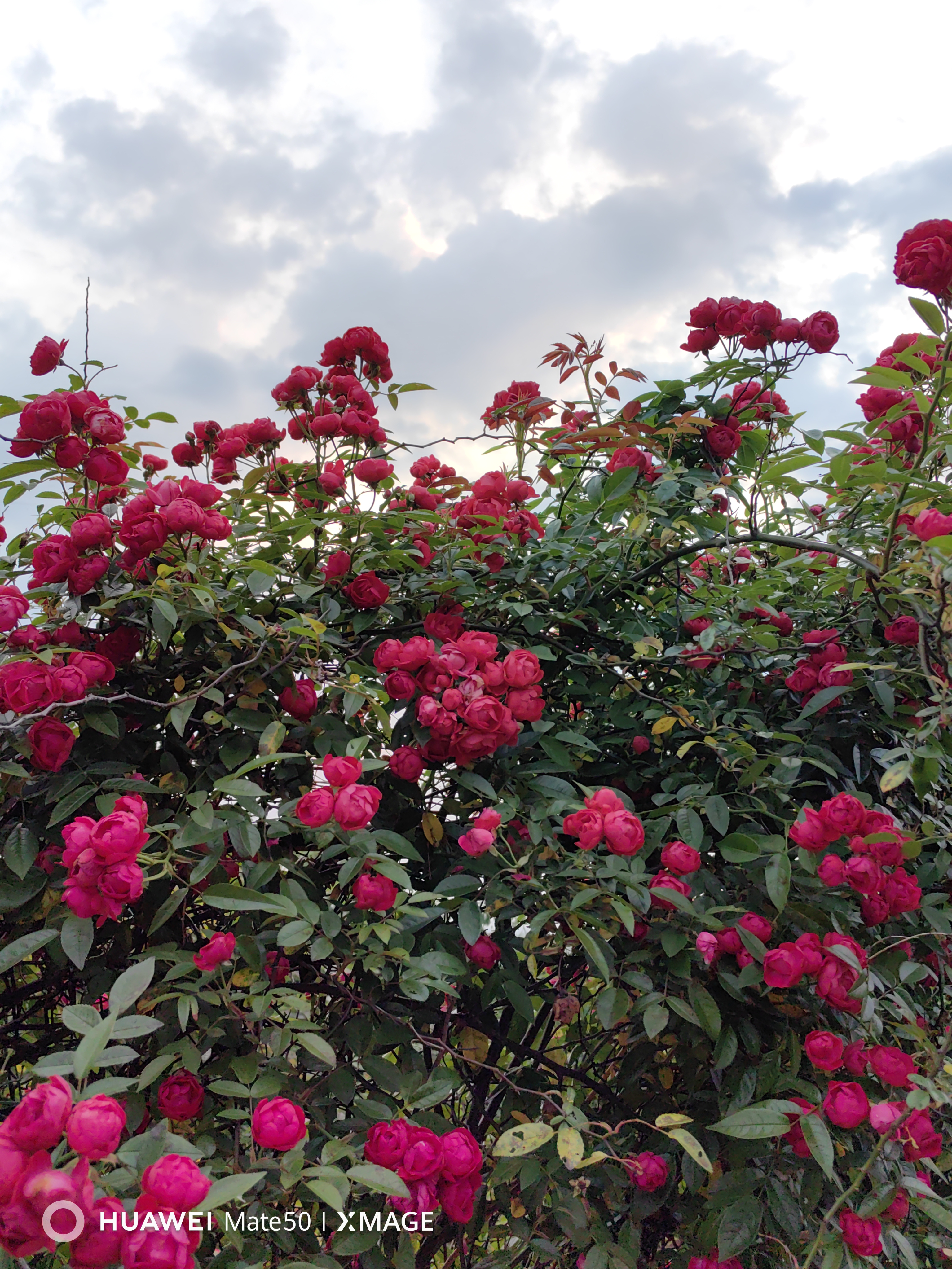 花粉们,来感受一下这梦幻的玫瑰花丛吧!