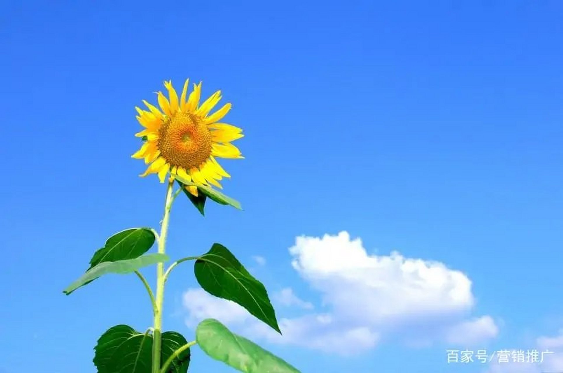 一饱口福心中话, 满汉全席谁之家, 佳肴美食家天下, 一圈一圈追心花