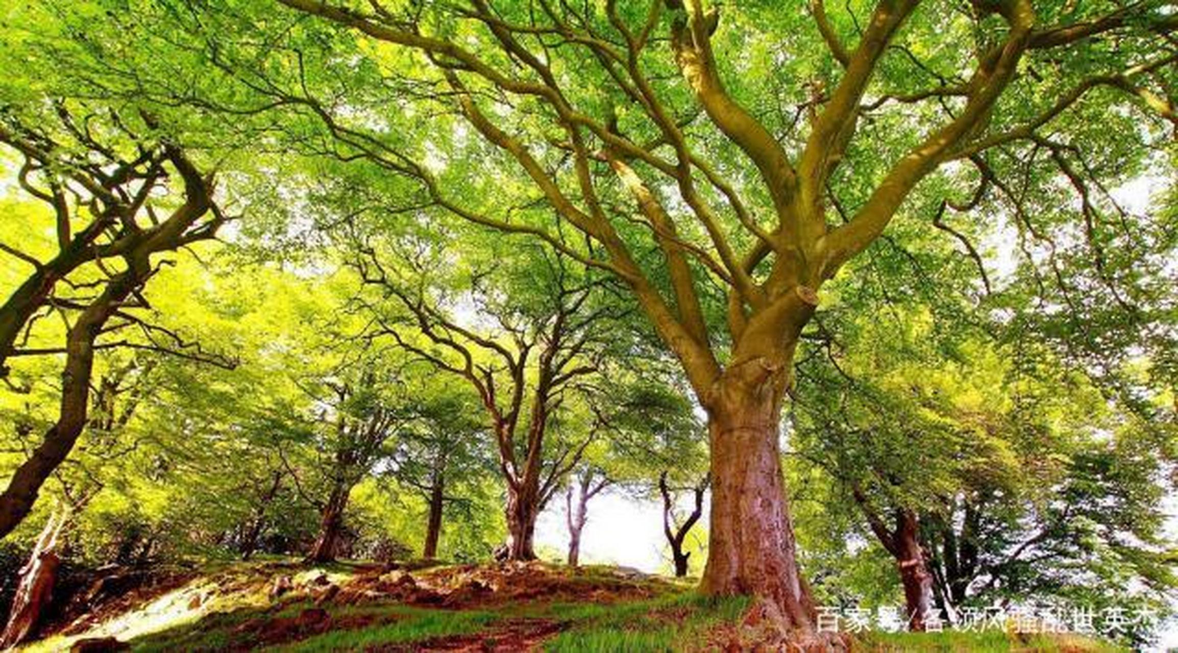 罪的代价须知晓, 67替罪羔羊已尽饶, 67恩典落下可入心, 67带着