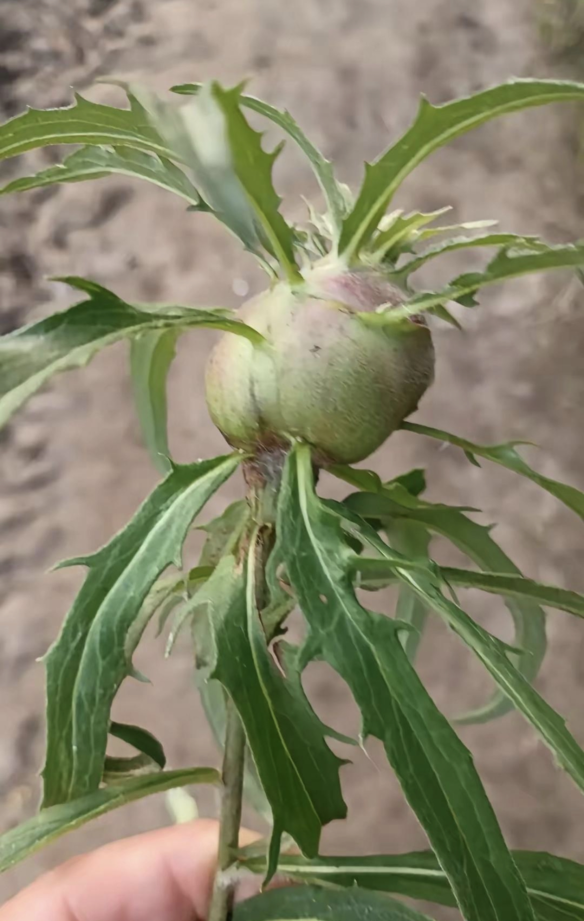 奇怪的酷家伙新植物图片