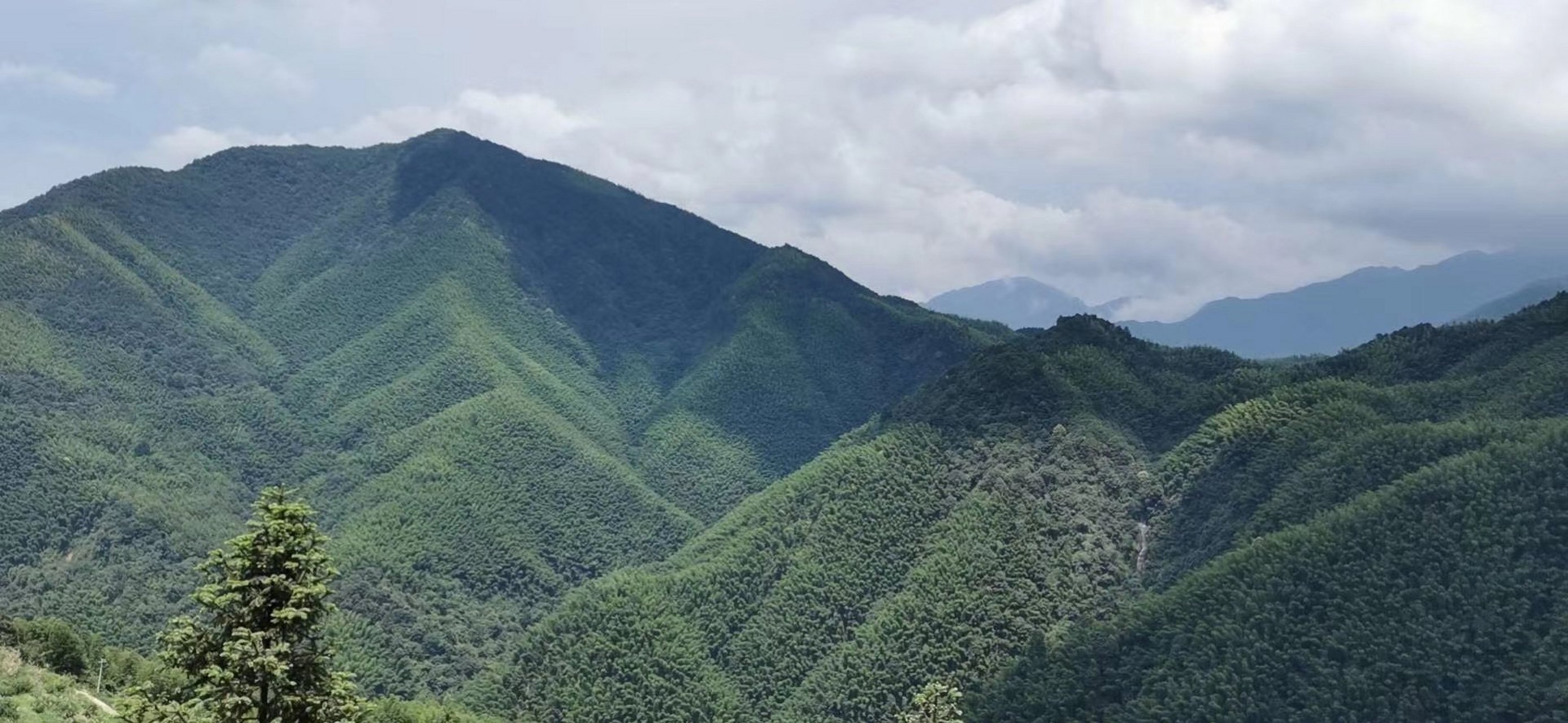 这是羊狮慕那里的一棵千年古杉,风景很好,是旅游的好去处#涓流计划