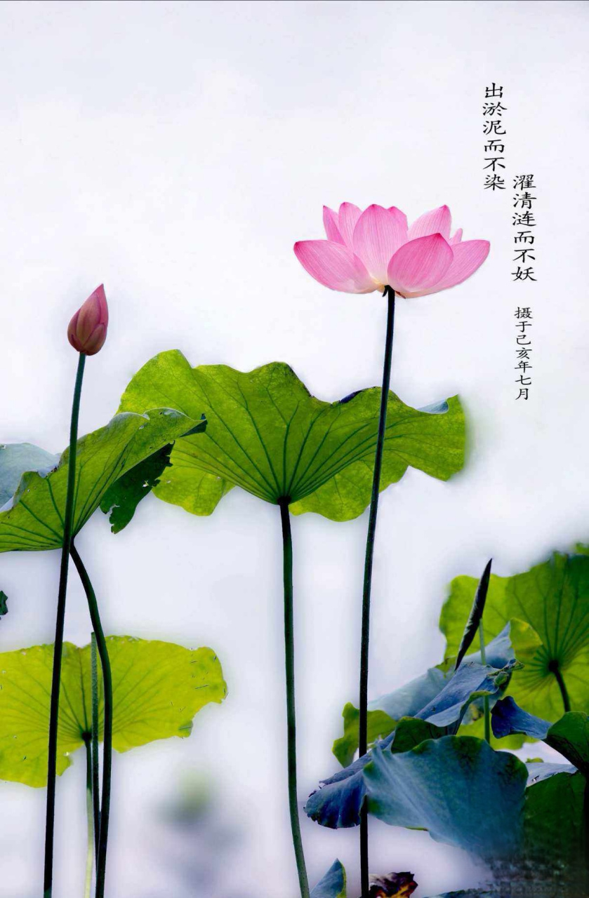 (莲花)从淤泥中生长出来,却不受淤泥的沾染