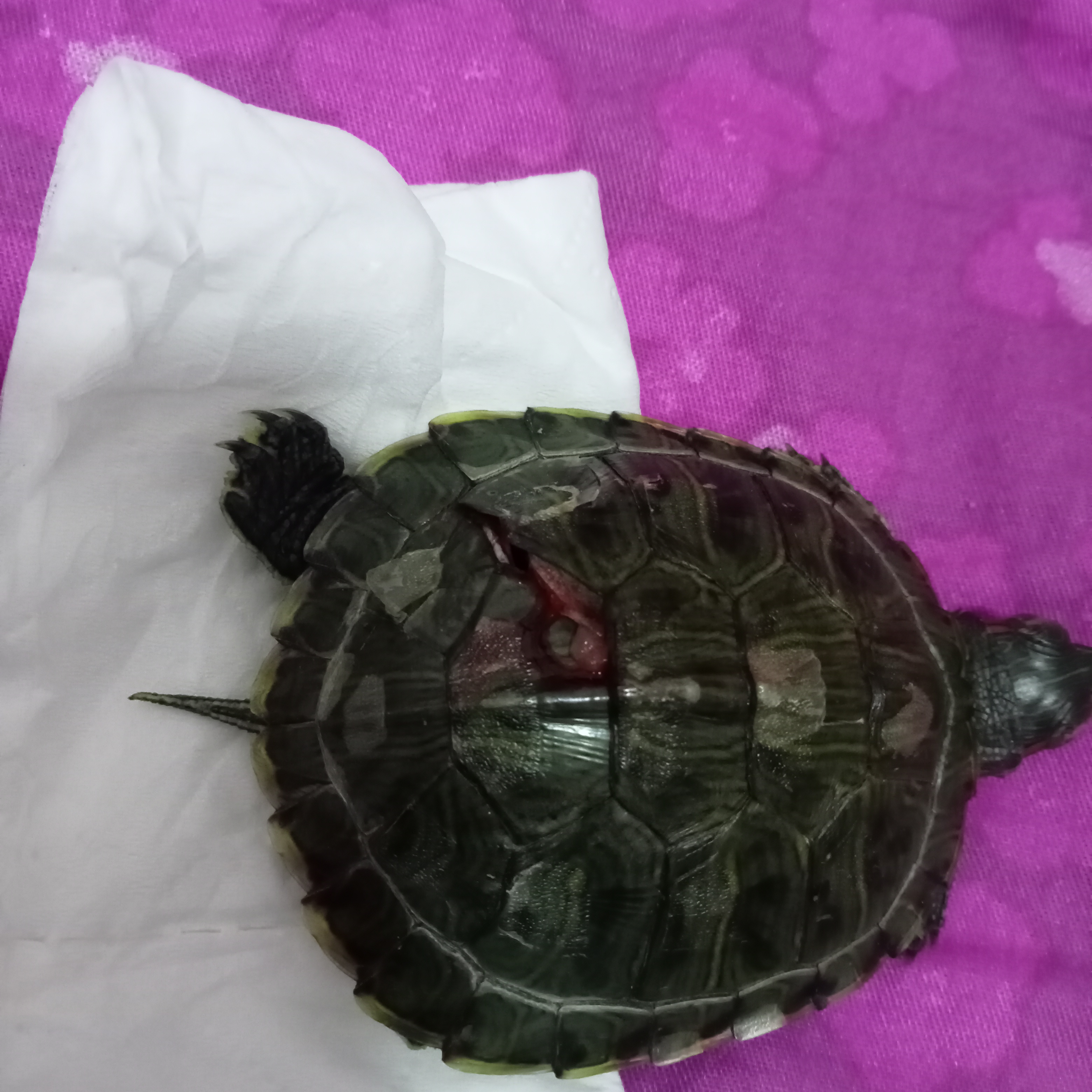 这种不小心被踩了怎么办会不会死啊呜呜呜呜
