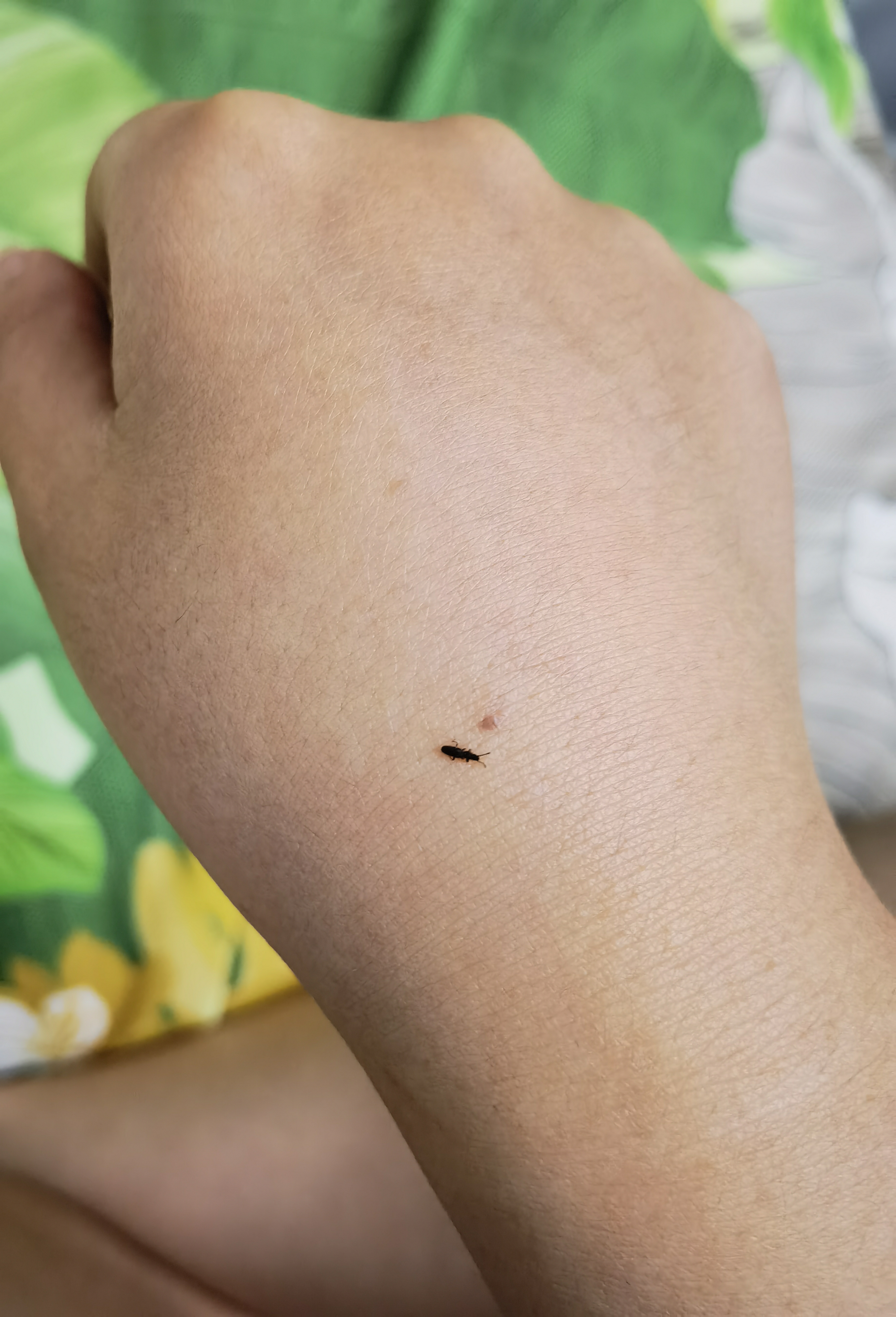 有人知道这是什么虫子吗,拍一下没死,过一会会自己又悄悄的爬走了,拍