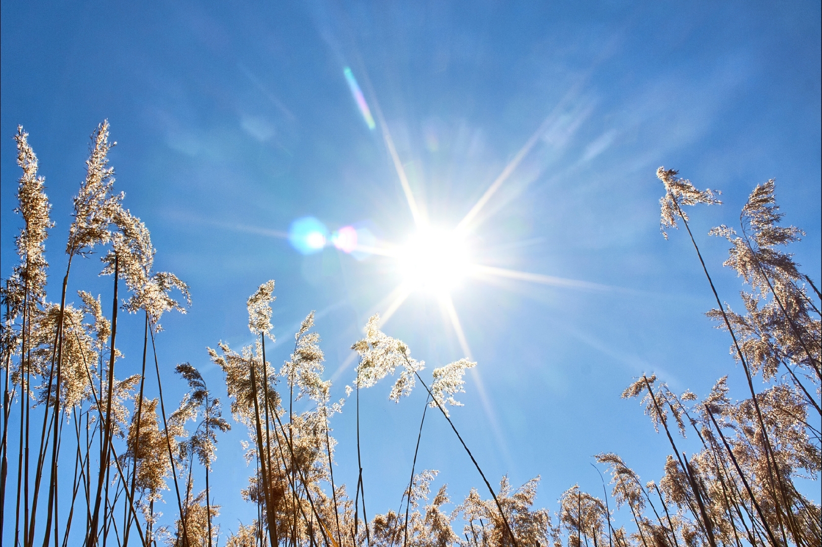 夏至已至,阳光似金色织锦,热烈而璀璨,洒满大地.