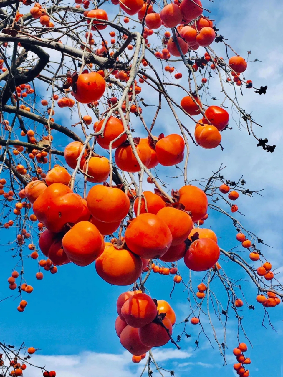 这些红彤彤的柿子挂在树上,  远远望去,  像一盏盏小巧玲珑的红灯笼.
