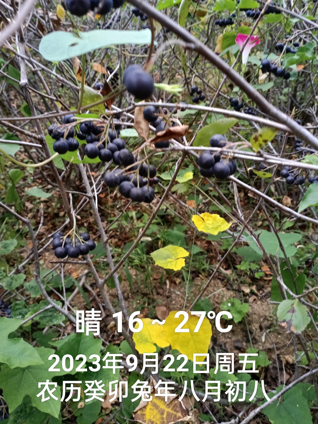 圆果花楸#九月动态激励计划