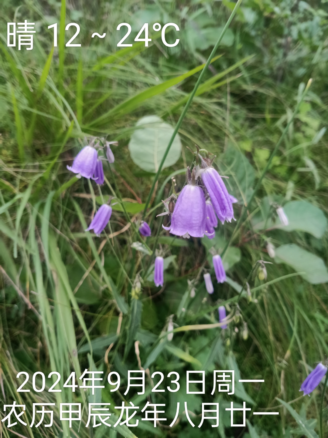 石沙参#图文动态同步大赛