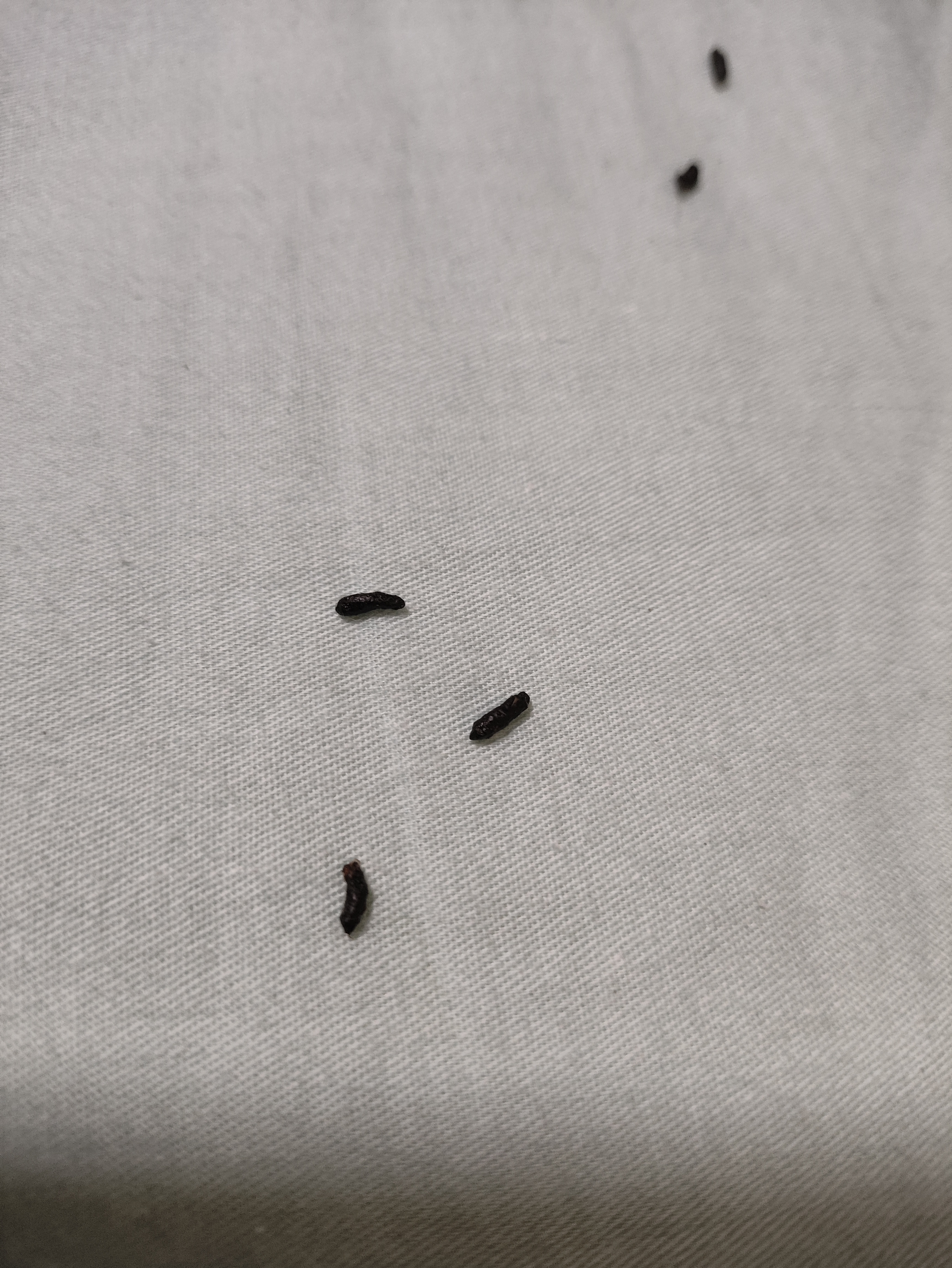 家里进了动物小贼,偷吃东西还跑到被窝里睡觉拉粑粑,有认识这种动物