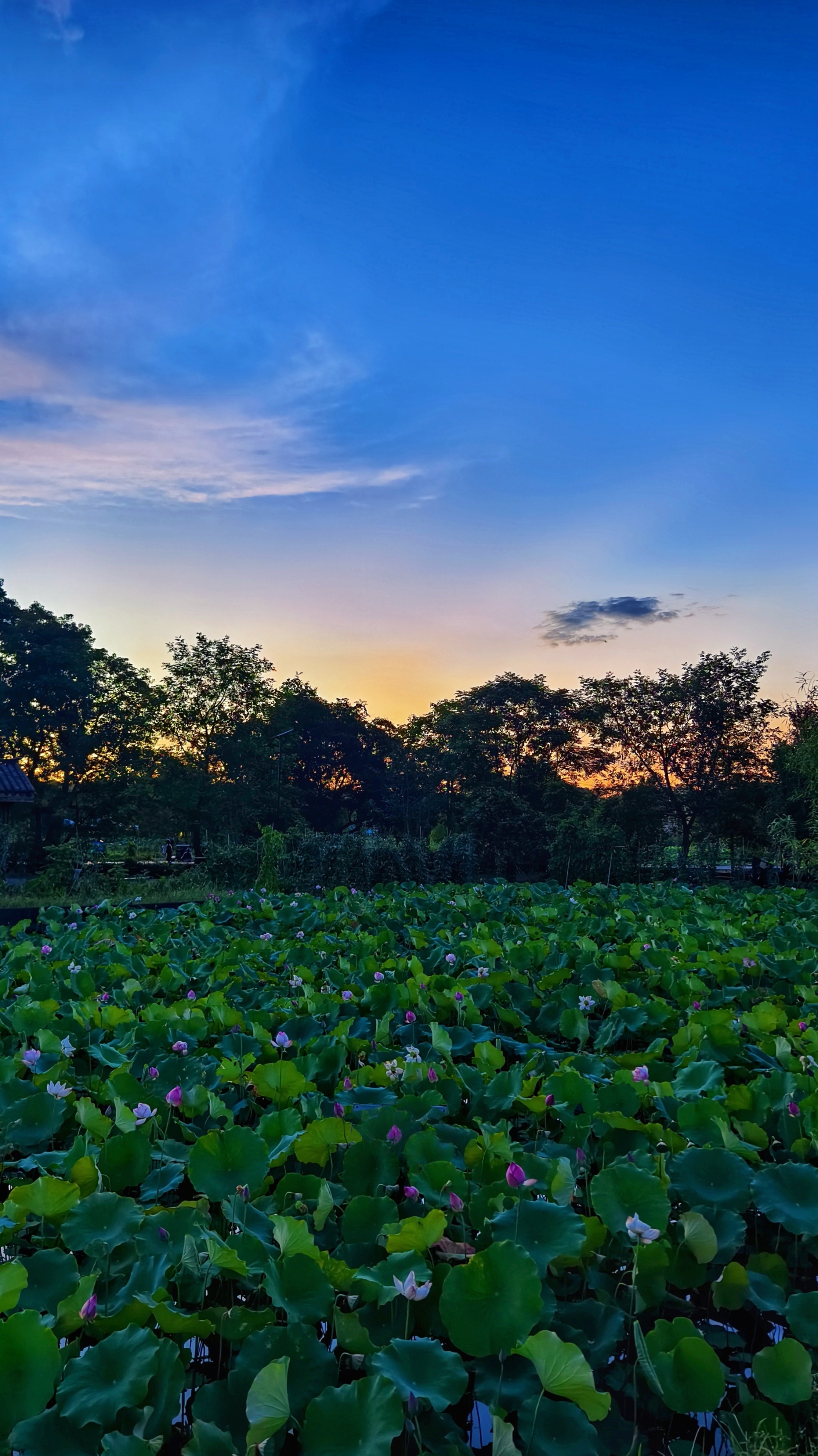 晩霞 夕阳下的荷塘,美得让人心醉