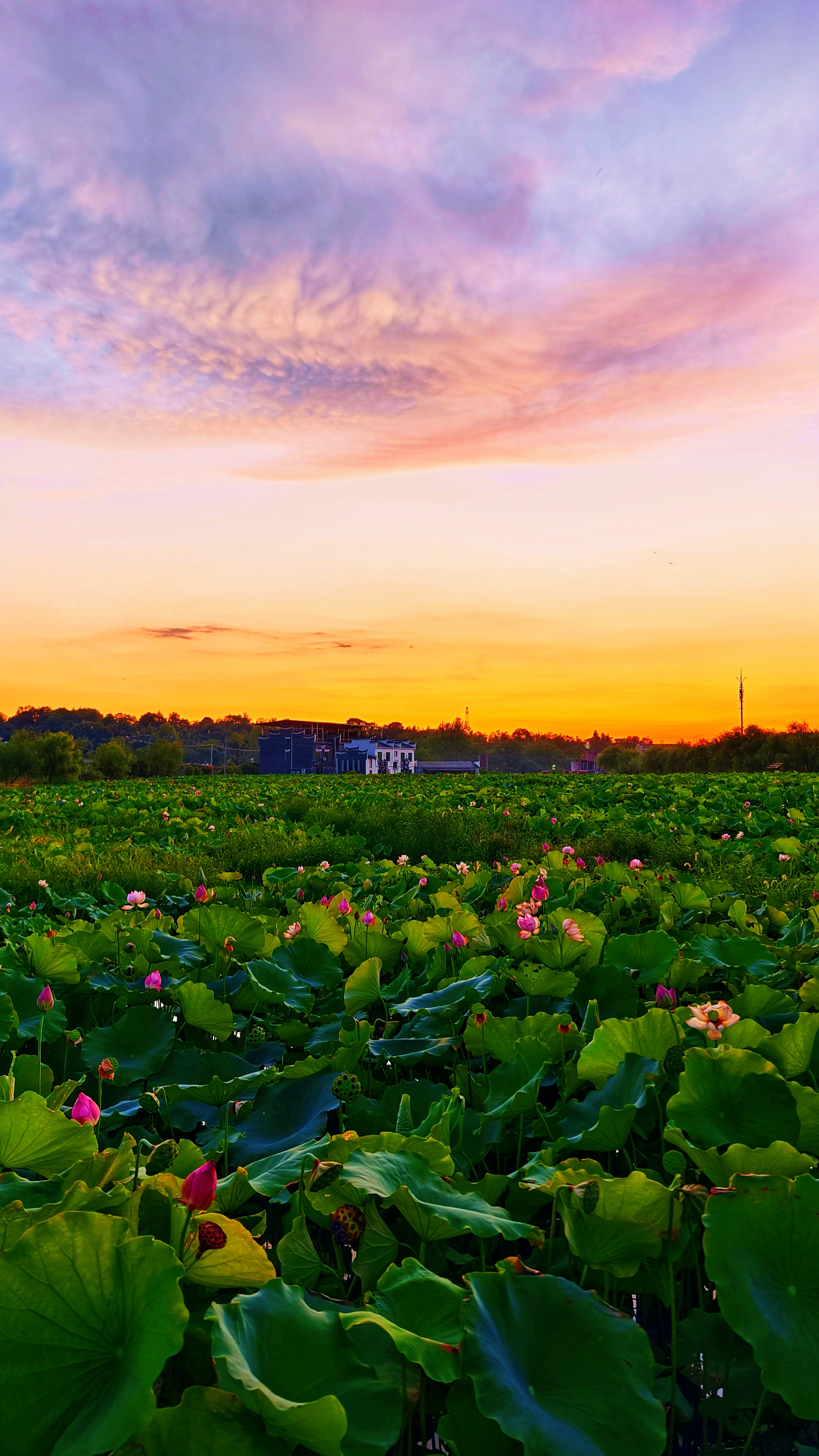 晩霞 夕阳下的荷塘,美得让人心醉