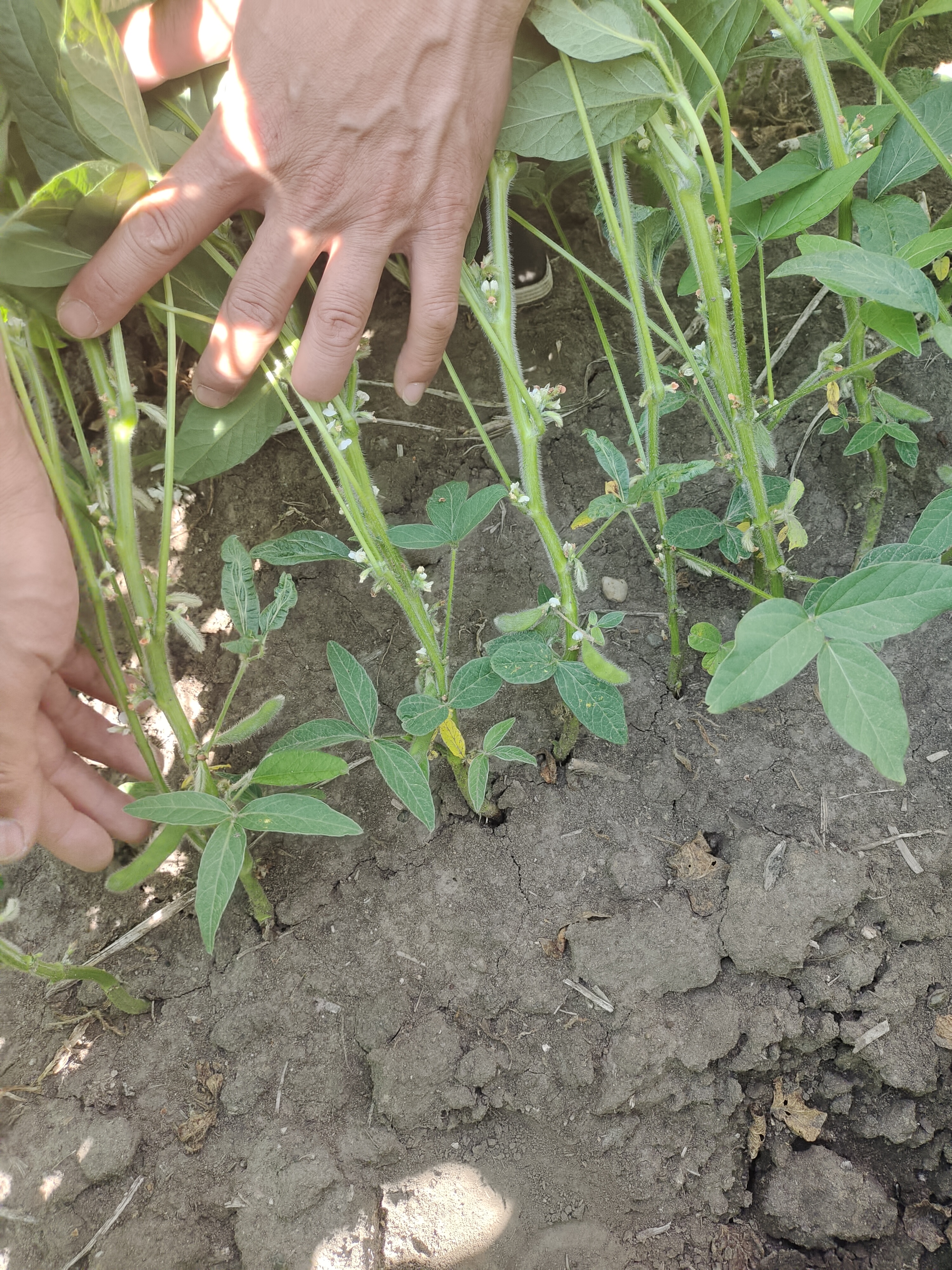 巨丰801大豆品种简介图片