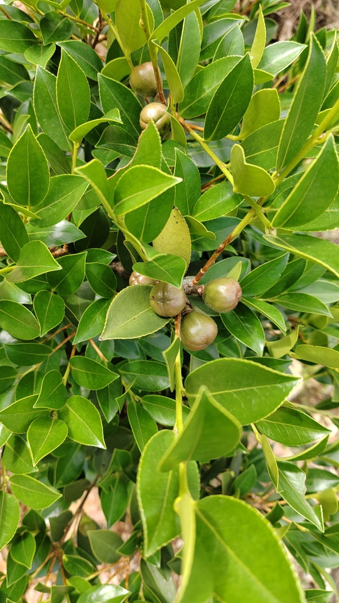 茶棵子图片图片