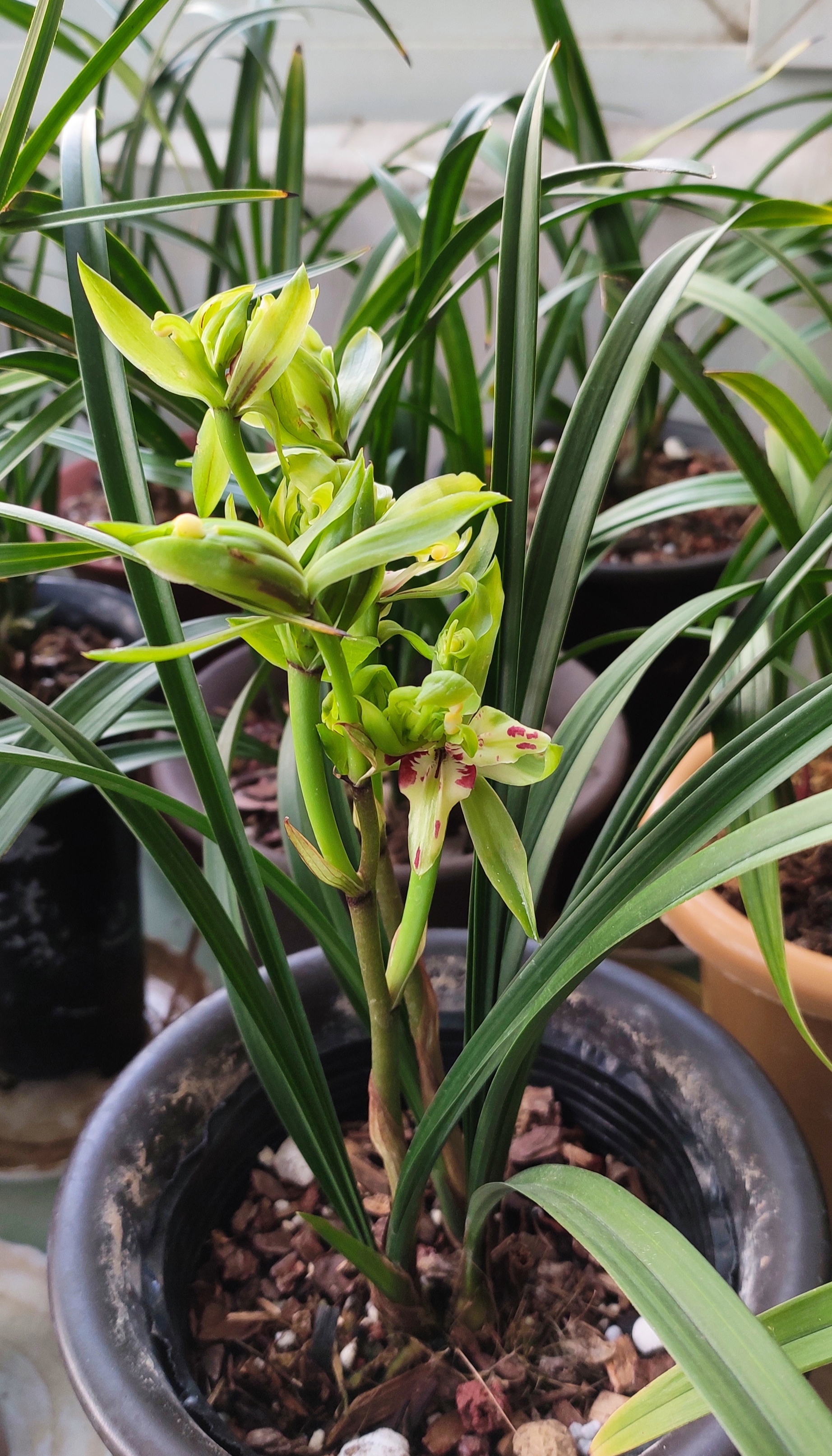 春兰花开富贵,科技草中的经典,开奇花,花高出架.