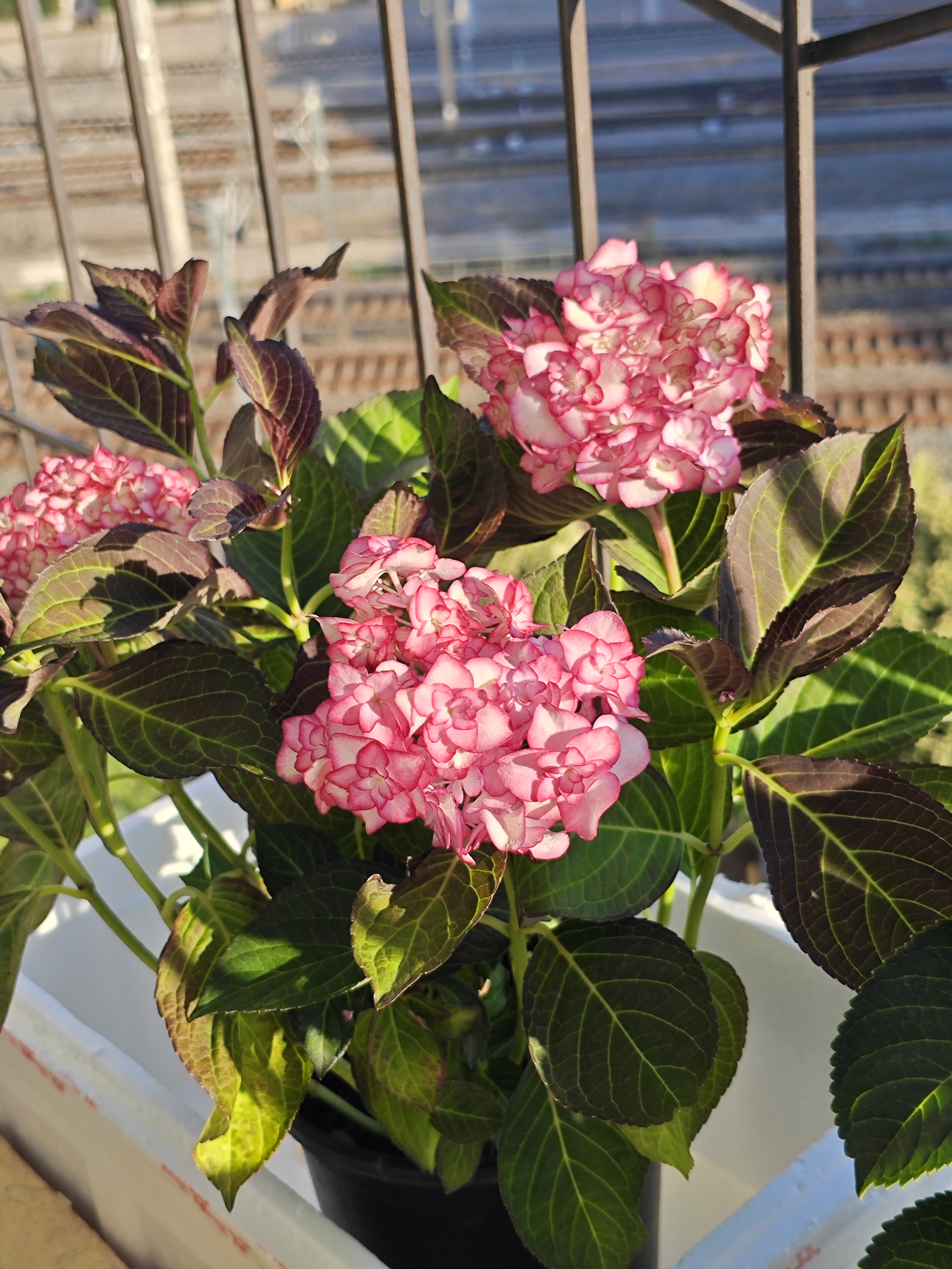 绣球纱织小姐,叶与花有特色.叶发红棕色,花红白相间,仙气飘飘