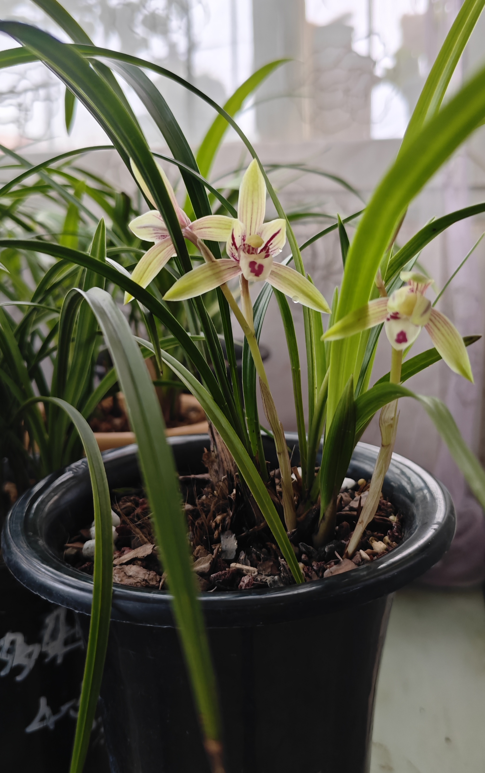 这颗建兰红宋梅,继承了宋梅的叶姿,但花不是梅瓣.