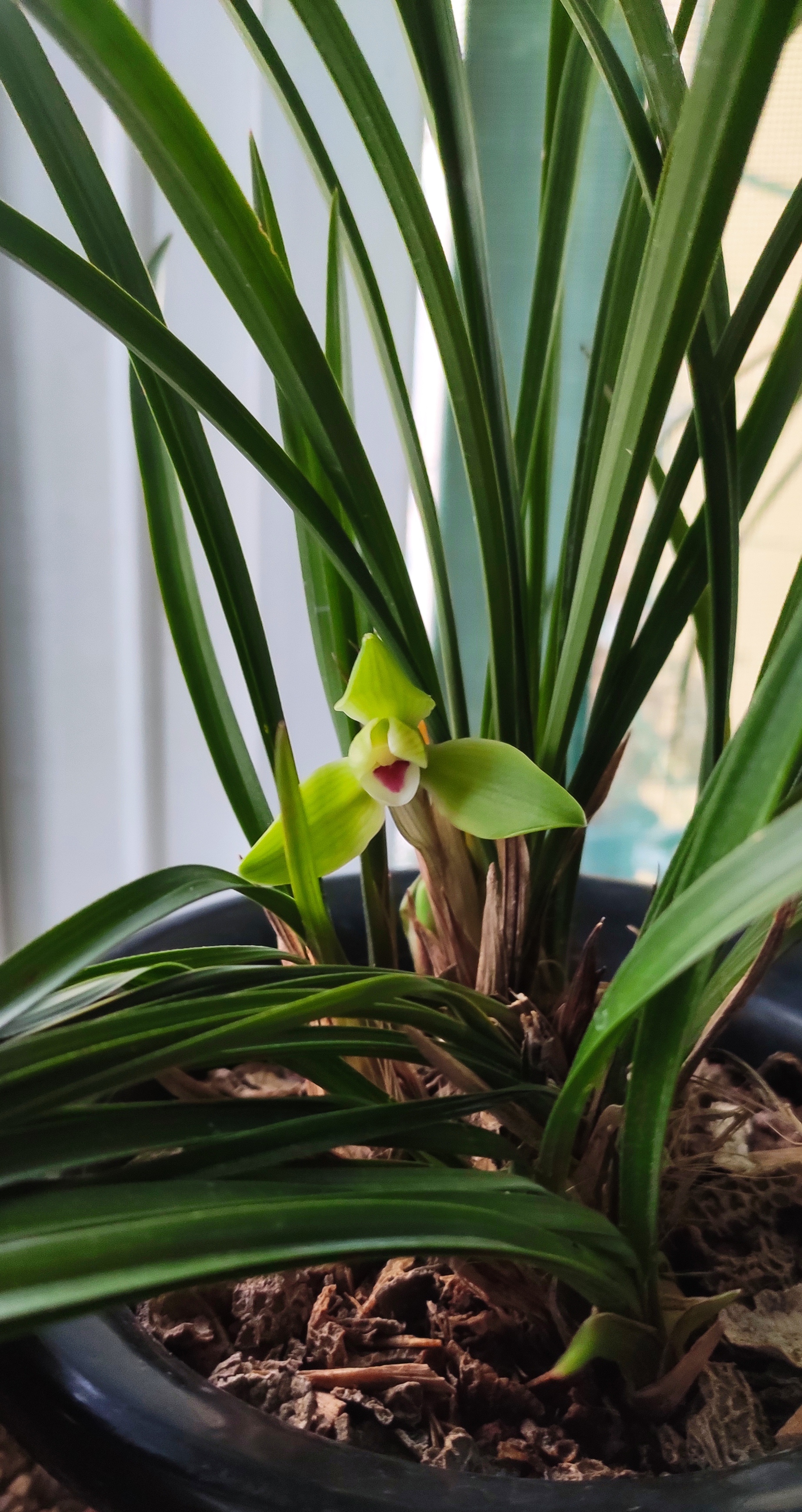 春兰名品,翠一品,水仙瓣.花,花香,叶姿皆一品.