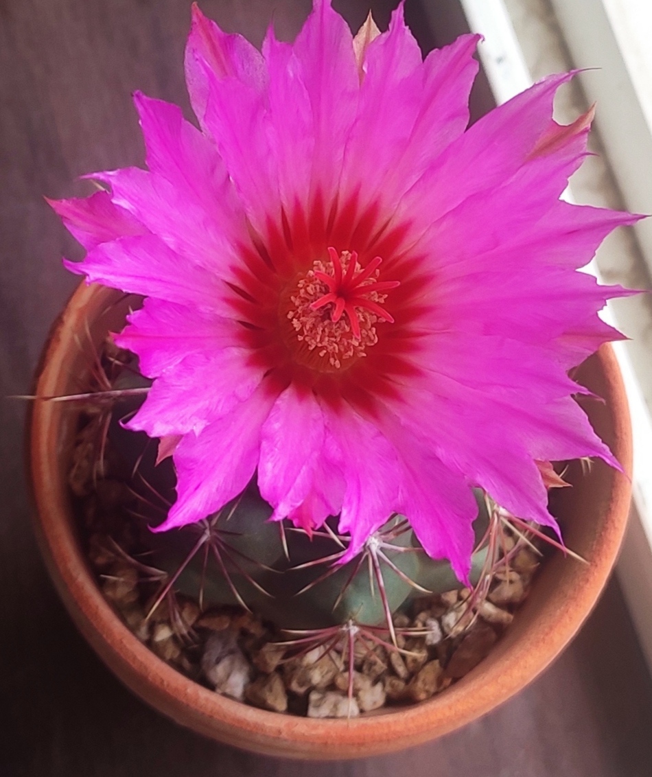 看花赏刺仙人球大统领 花大而艳丽,刺红白黄三色.