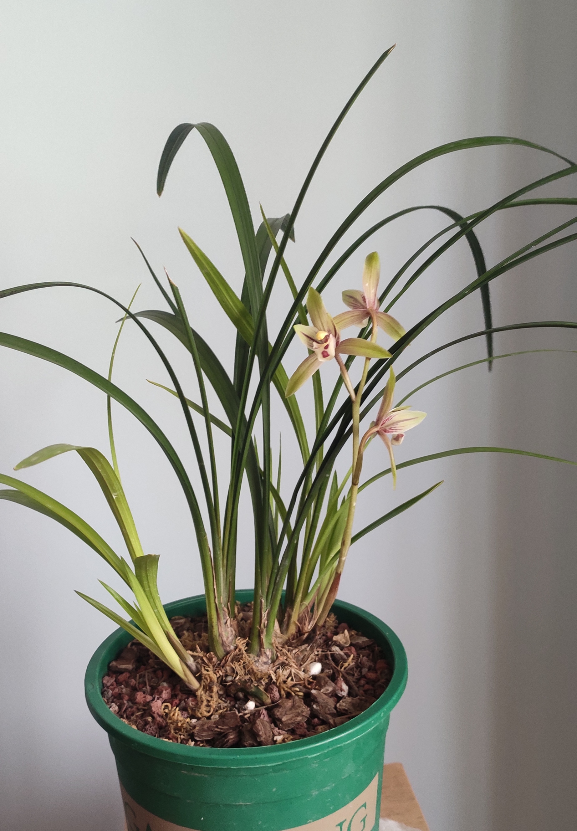 兰花红宋梅 ,春兰宋梅和建兰市长红杂交品种,开品不稳定.