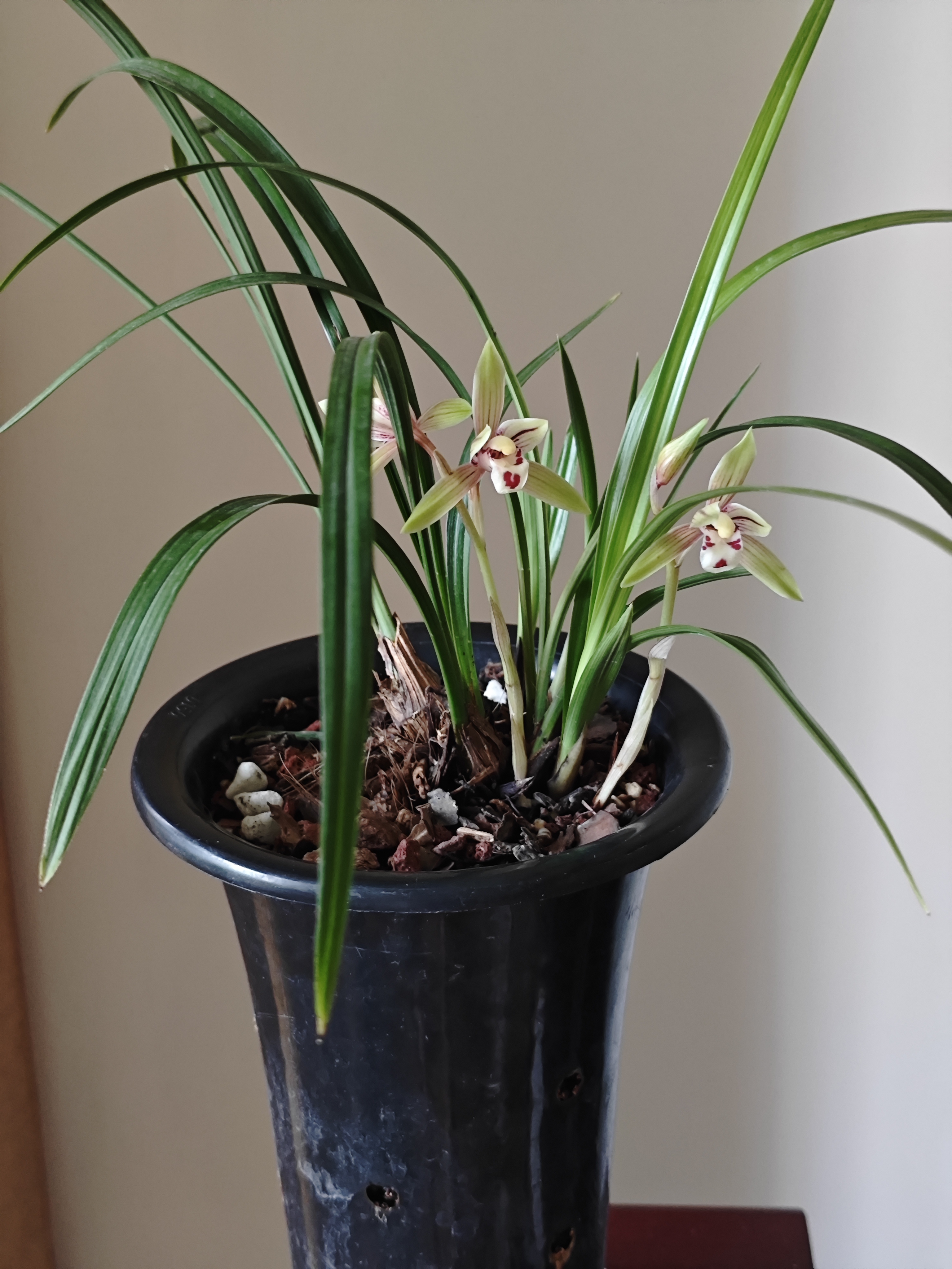 这颗建兰红宋梅,继承了宋梅的叶姿,但花不是梅瓣.